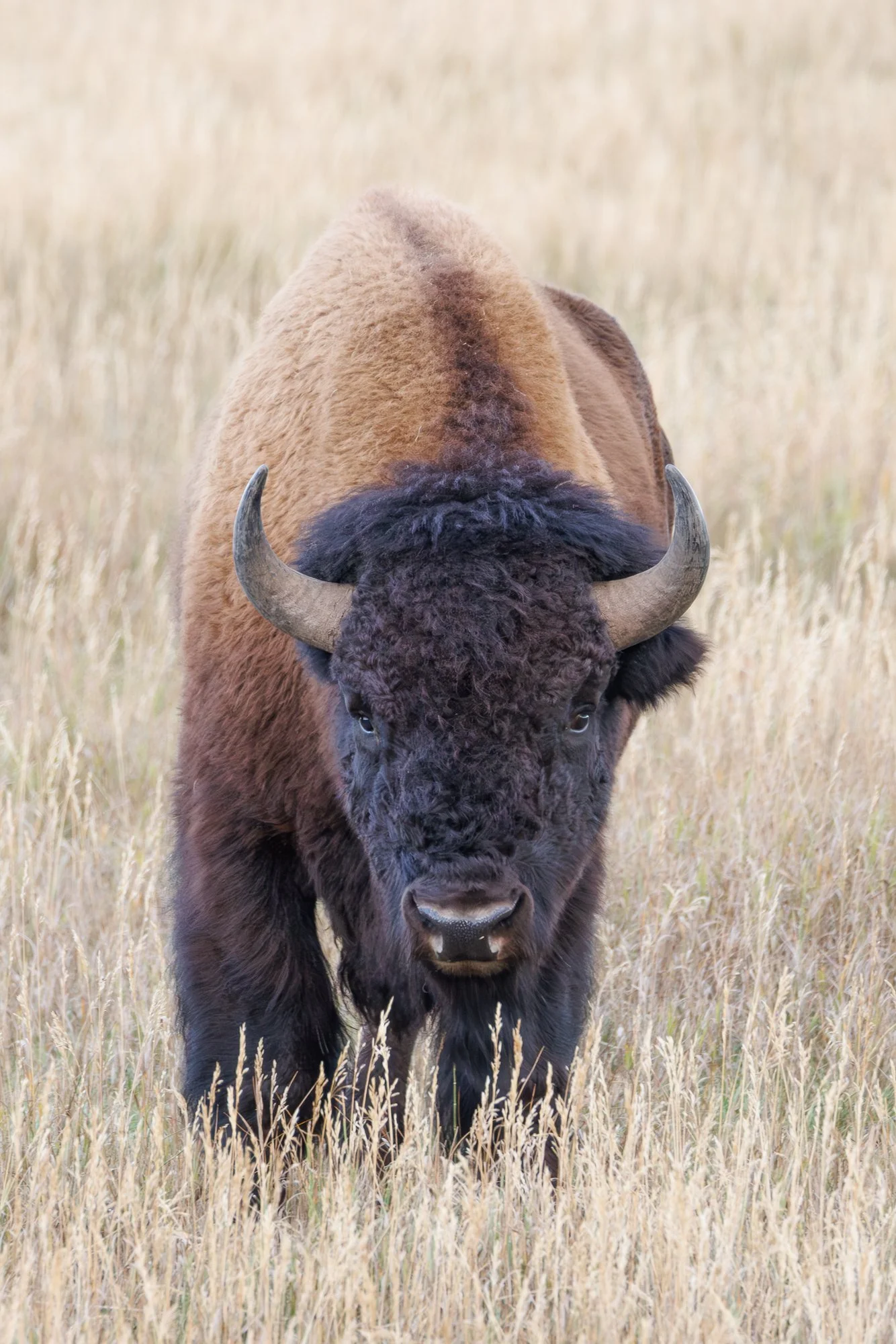 bison©NadeenFlynnPhotography-2627.jpg