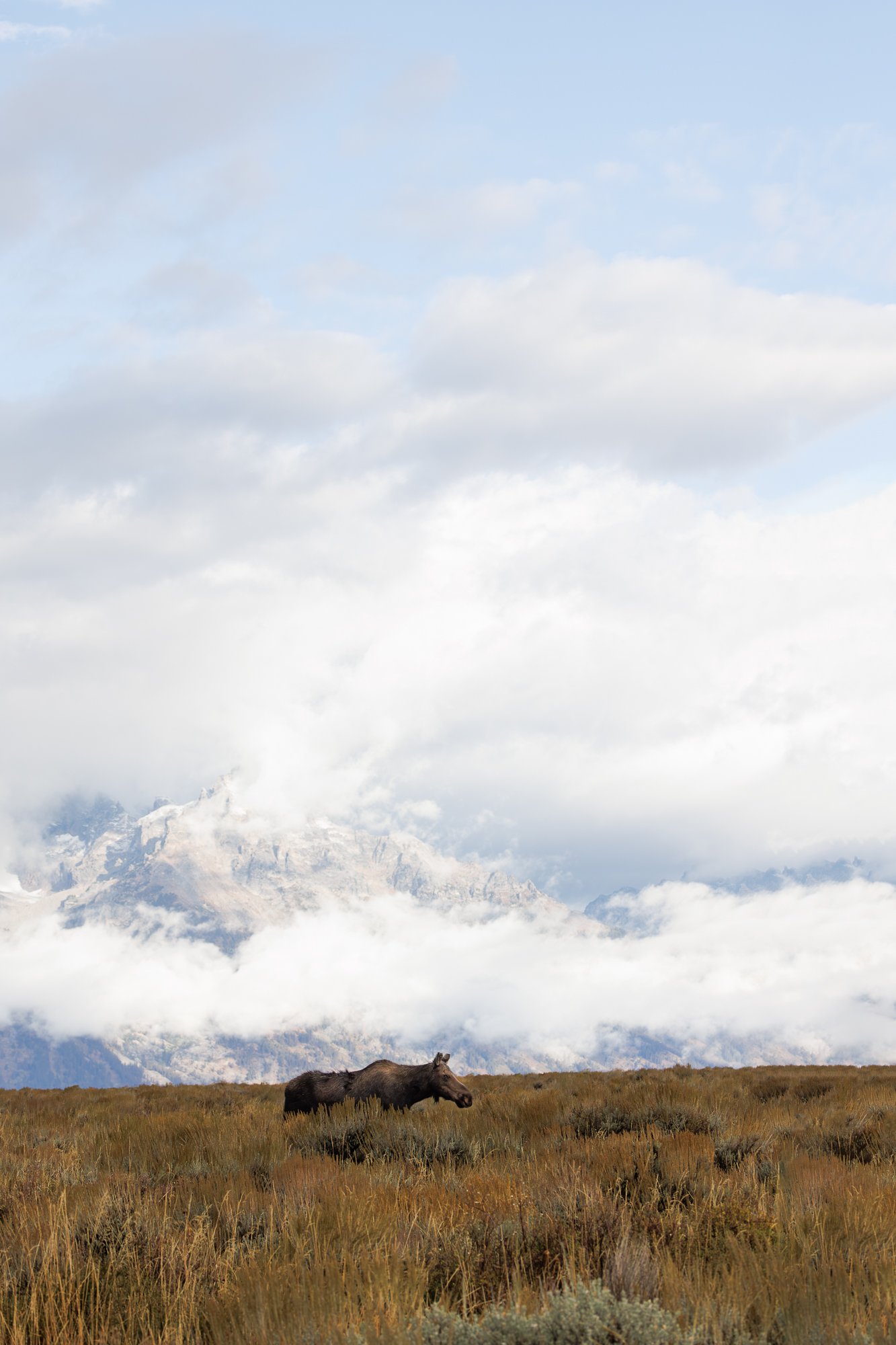 female-moose-in-field-©NadeenFlynnPhotography-2396-.jpg