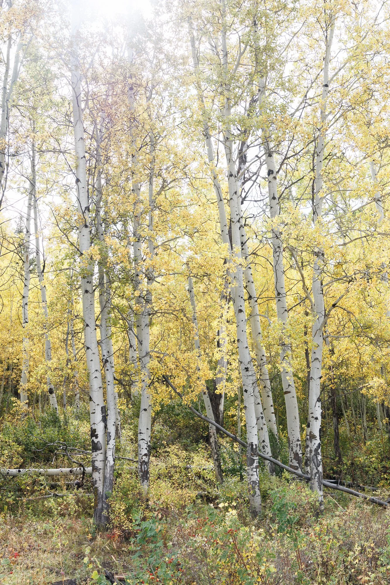 aspens©NadeenFlynnPhotography-3416.jpg