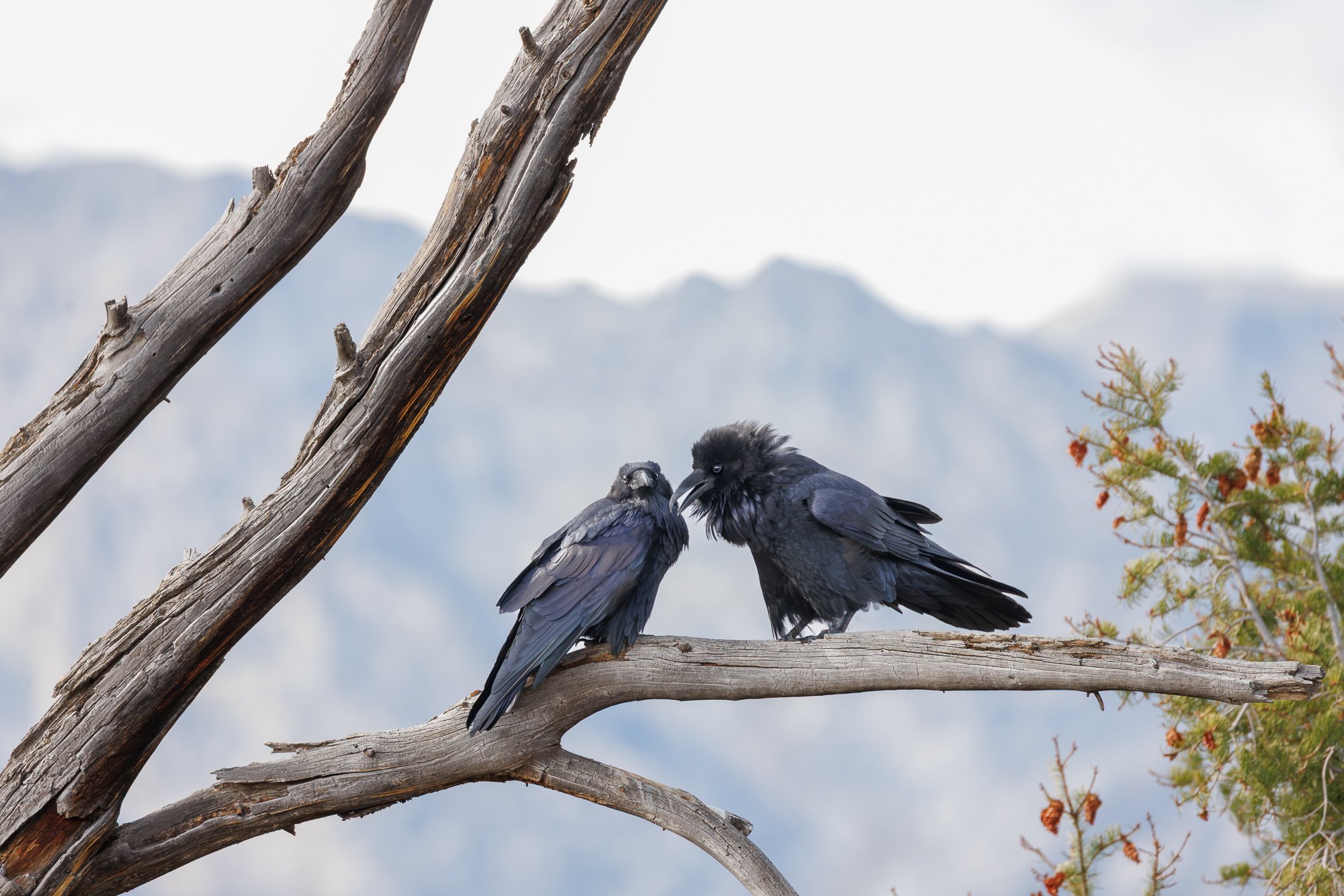 ravens-two-©NadeenFlynnPhotography-3081.jpg