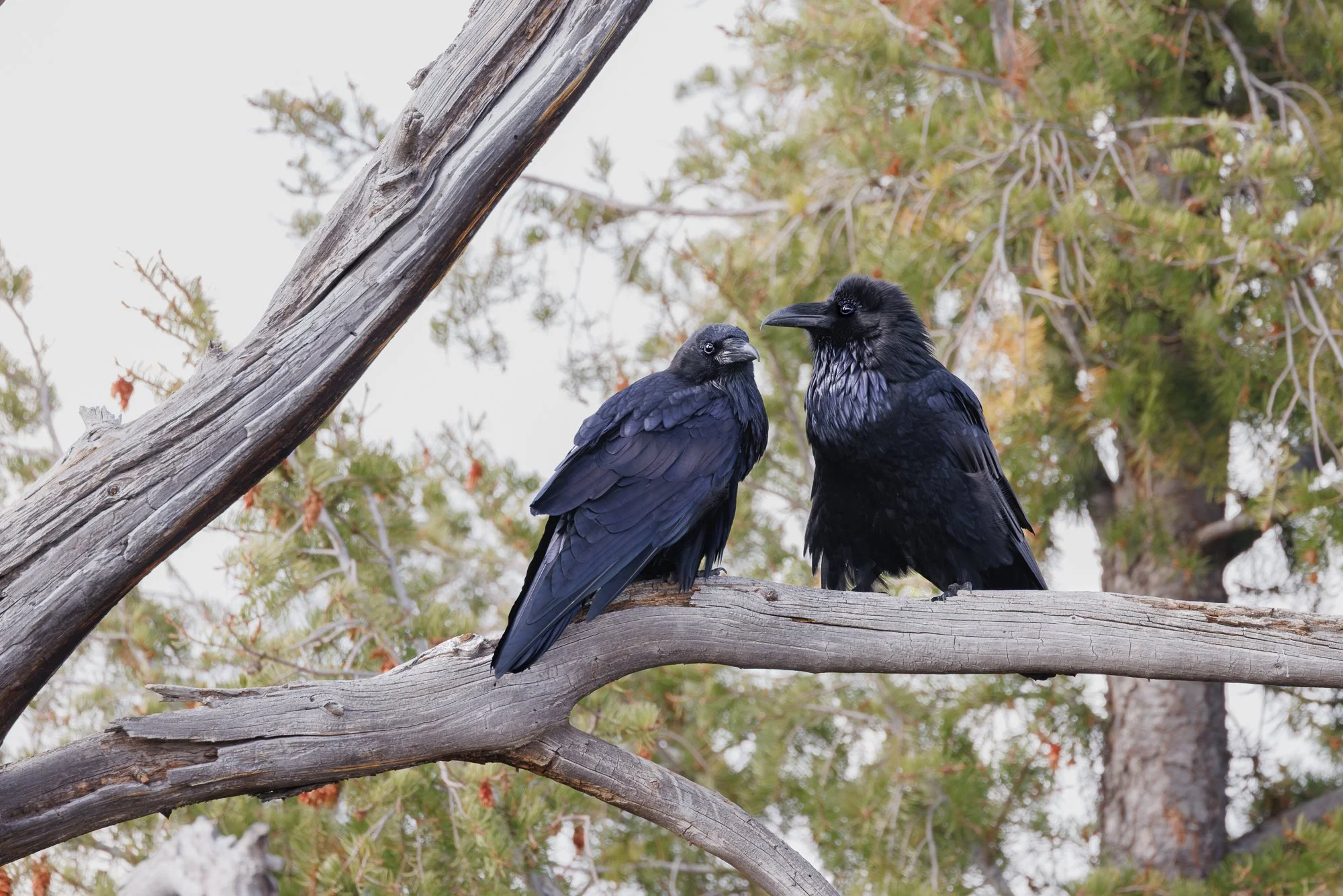 ravens-two-©NadeenFlynnPhotography-3109.jpg