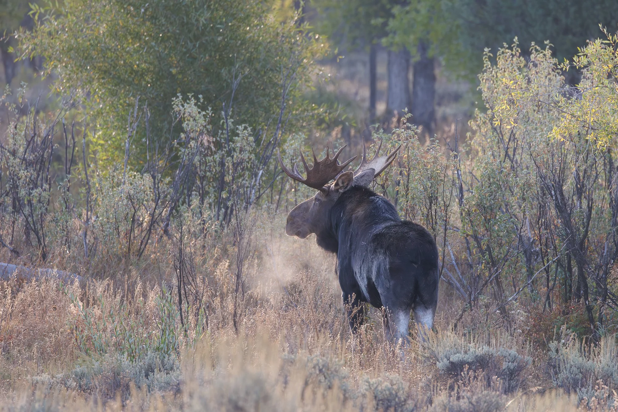 bull-moose-side-look-in-foliage-©NadeenFlynnPhotography-3244.jpg