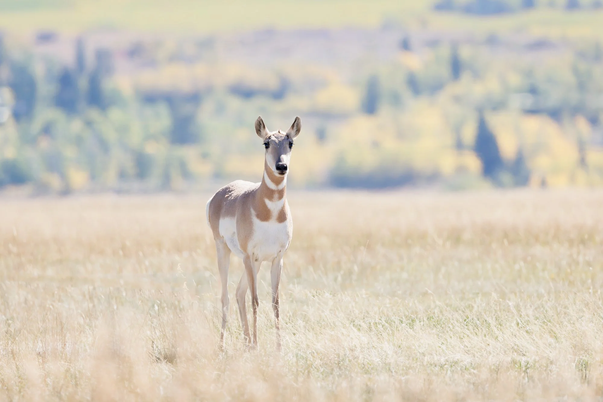antelope-©NadeenFlynnPhotography-3635-.jpg