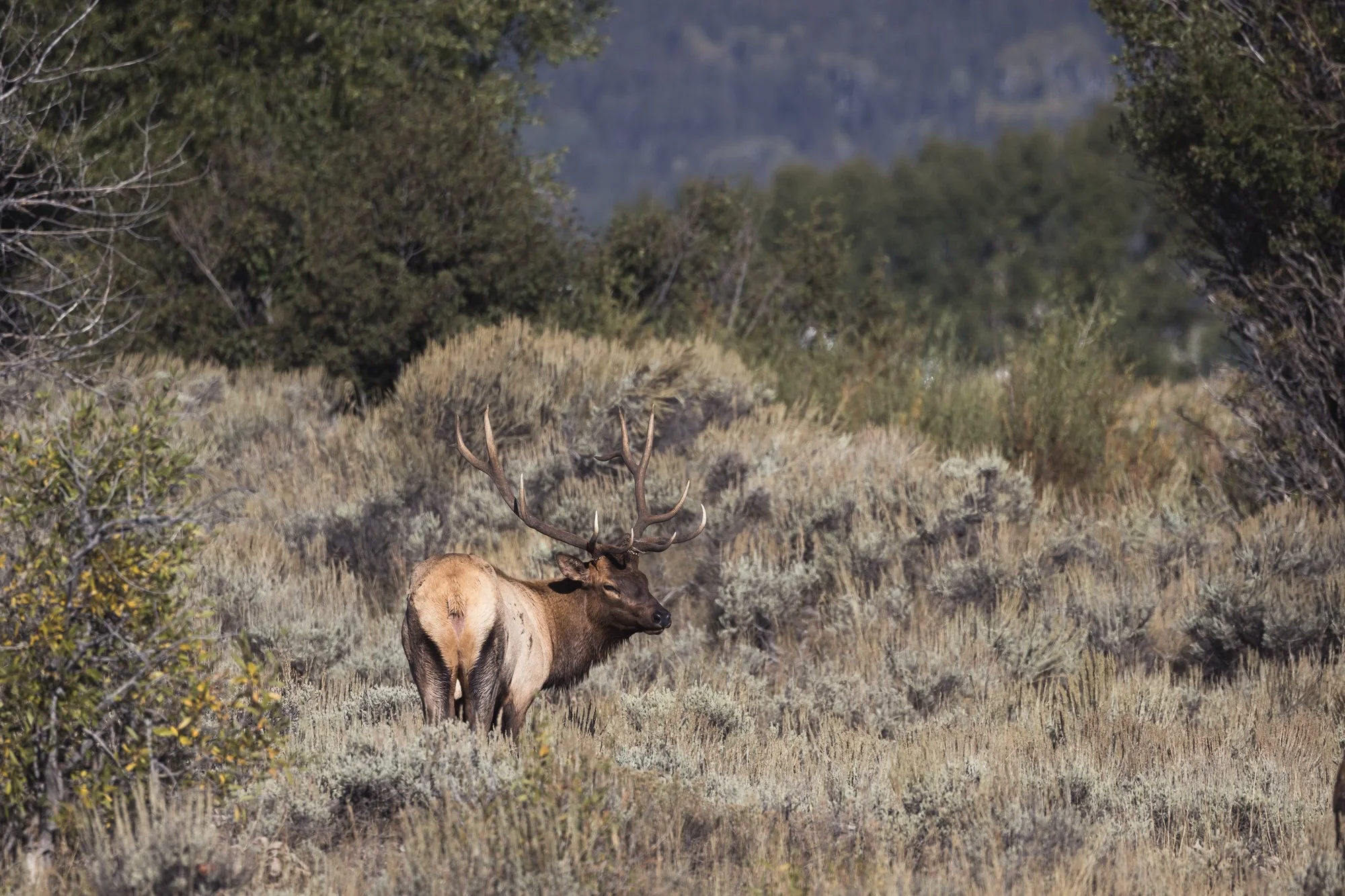 elk-bull-©NadeenFlynnPhotography-3558.jpg