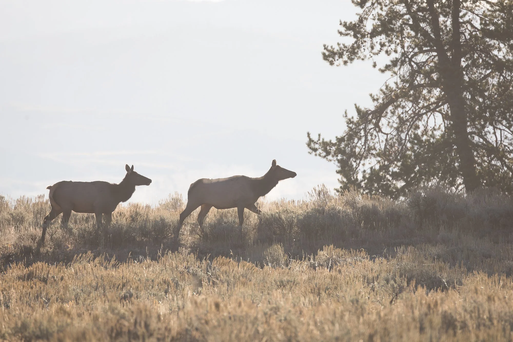 elk-silhouette-©NadeenFlynnPhotography-3466.jpg