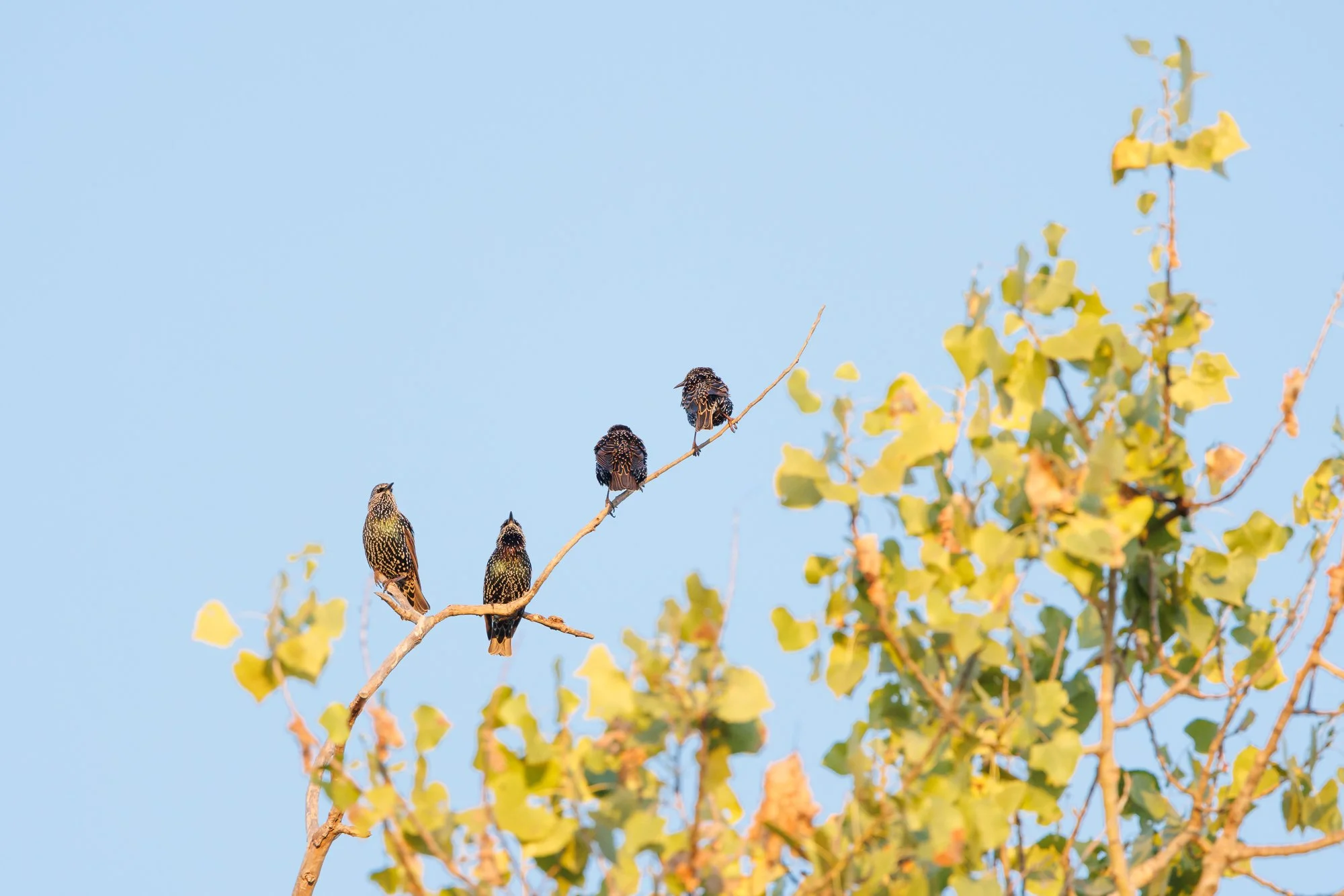 starlings-©NadeenFlynnPhotography-3976.jpg