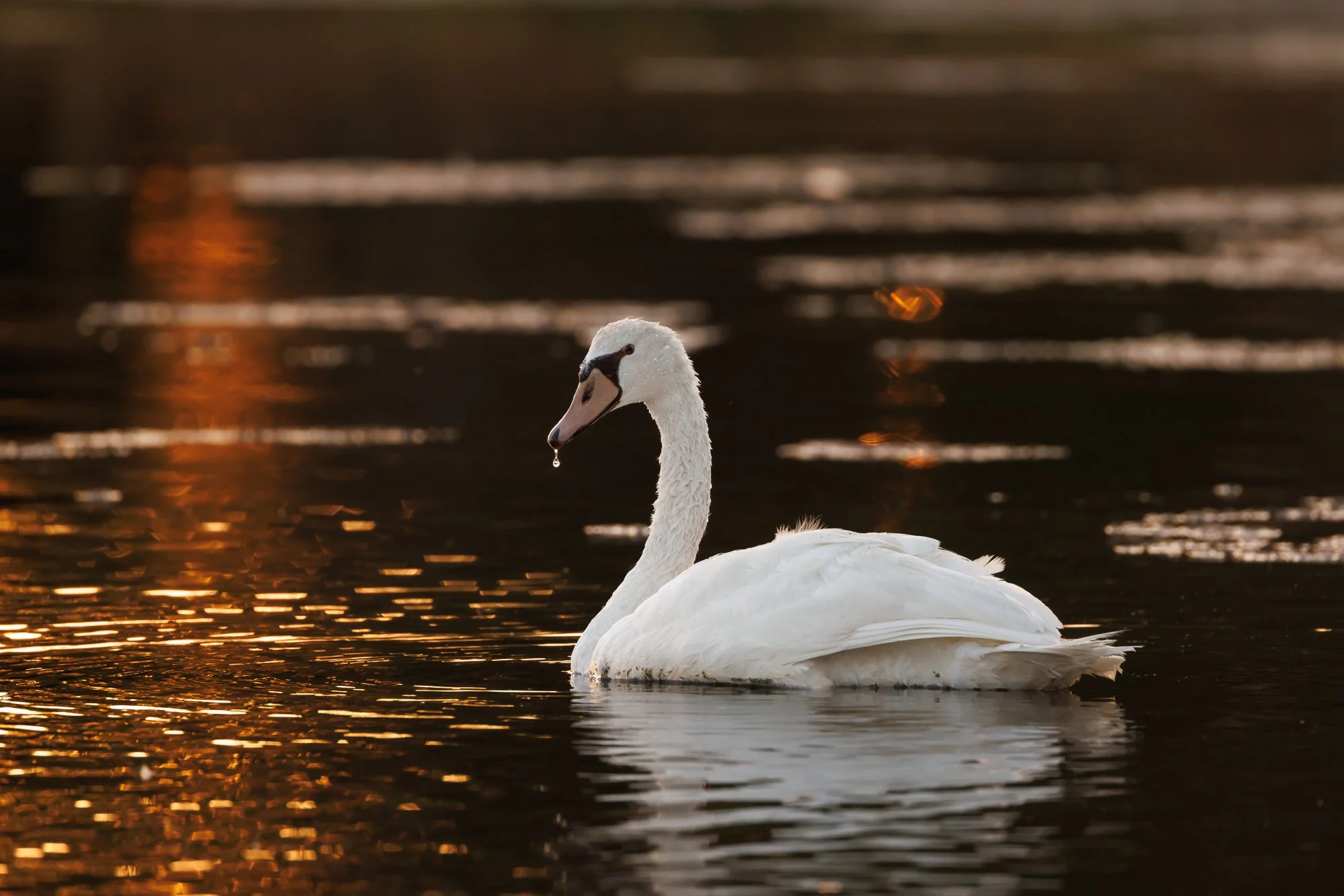water-drop-mute-swans-©NadeenFlynnPhotography-3968.jpg