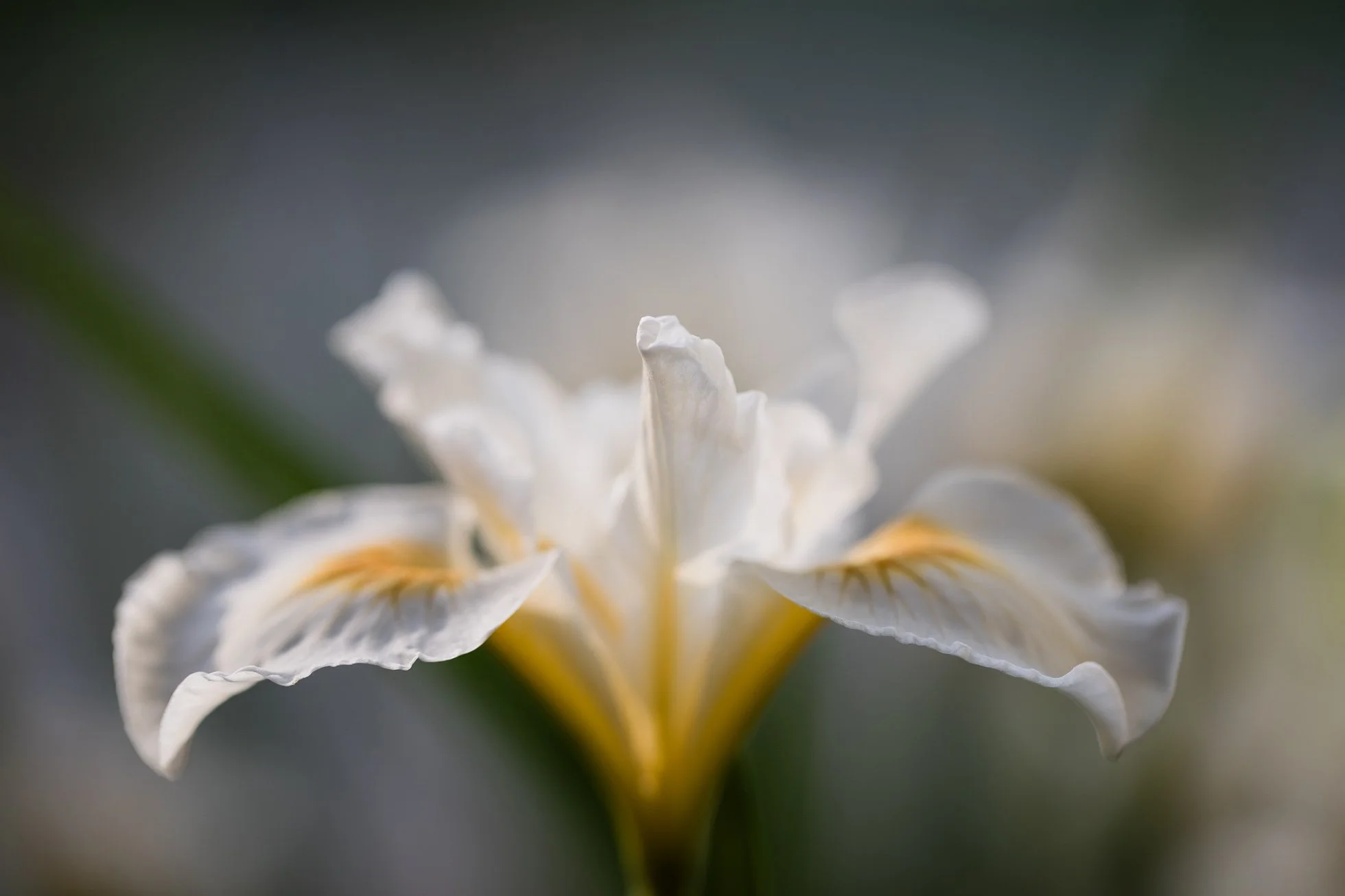 White Dutch Iris in bloom 🤍

Quiet, graceful, and luminous, this white iris stood like a whisper in the garden. Catching the backlight, it's simple, timeless, and effortlessly beautiful. A reminder that sometimes the most powerful beauty speaks soft