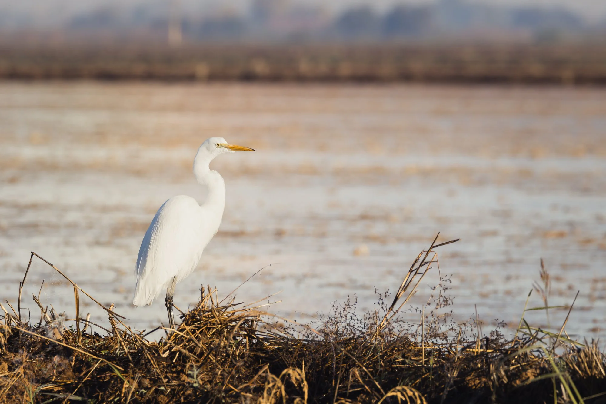 great-egret-©NadeenFlynnPhotography-4152.jpg