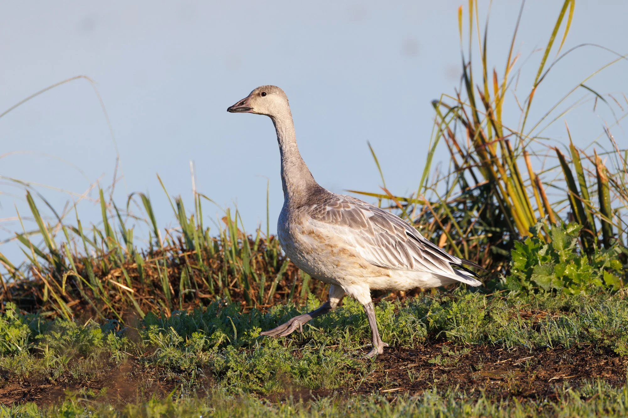 gray-goose-©NadeenFlynnPhotography-4125.jpg