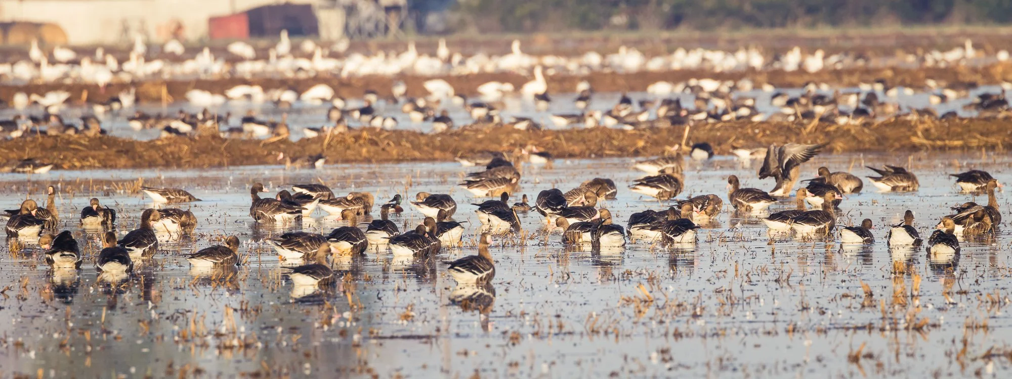 white fronted geese gathered in shallow water