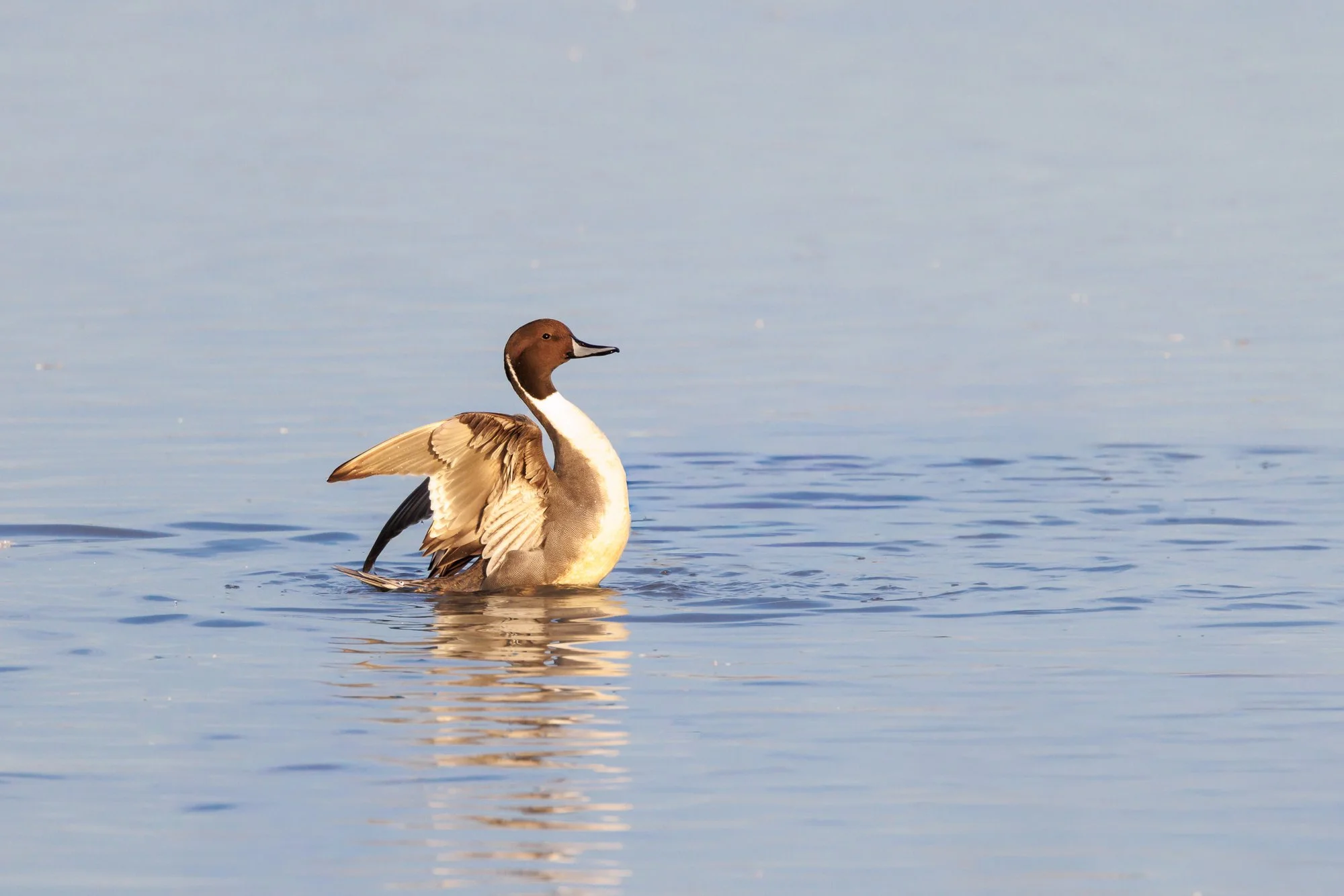 pintail-©NadeenFlynnPhotography-4271.jpg