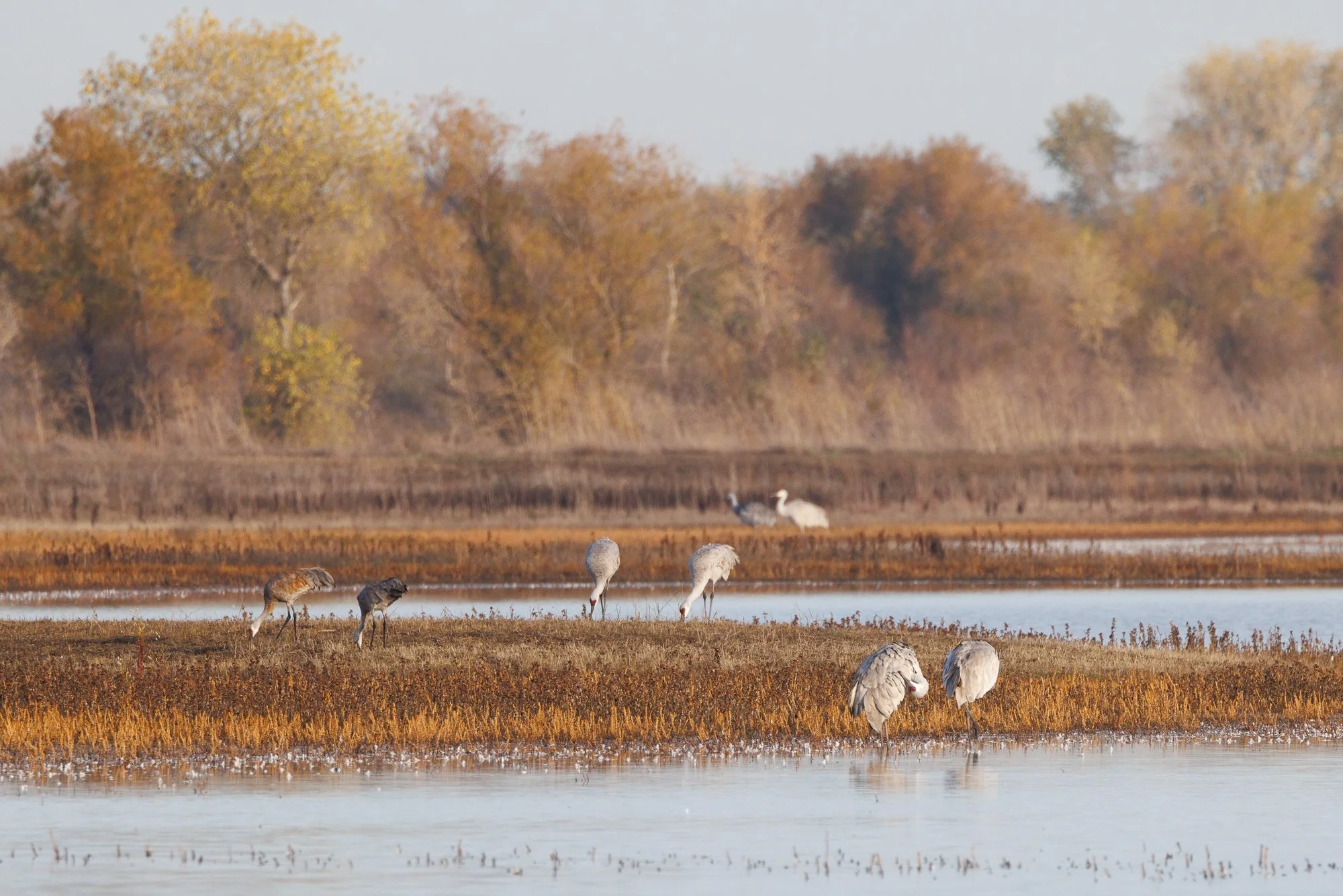sandhill-cranes-2x2-©NadeenFlynnPhotography-4502.jpg
