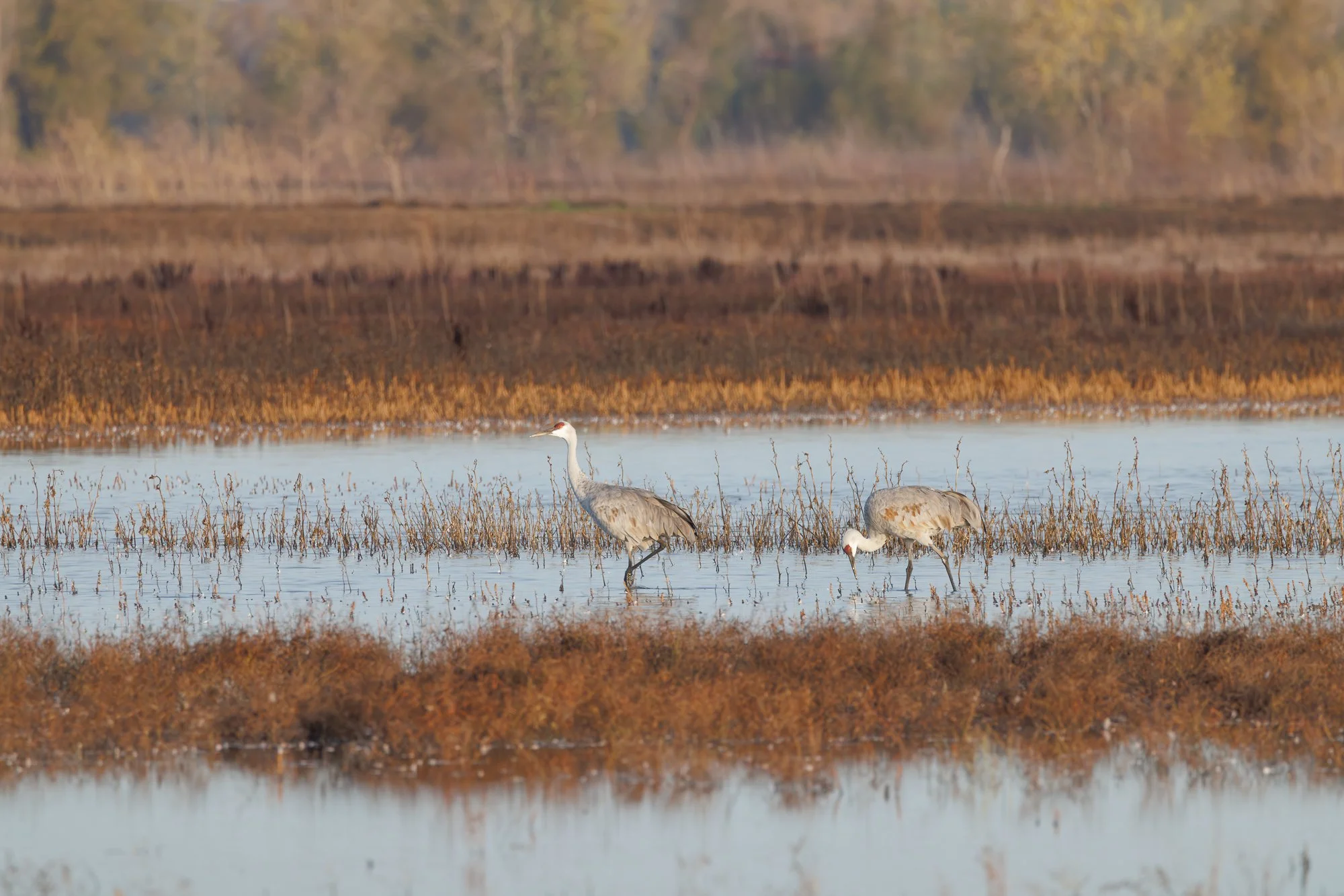 sandhill-cranes-llano-©NadeenFlynnPhotography-4334.jpg