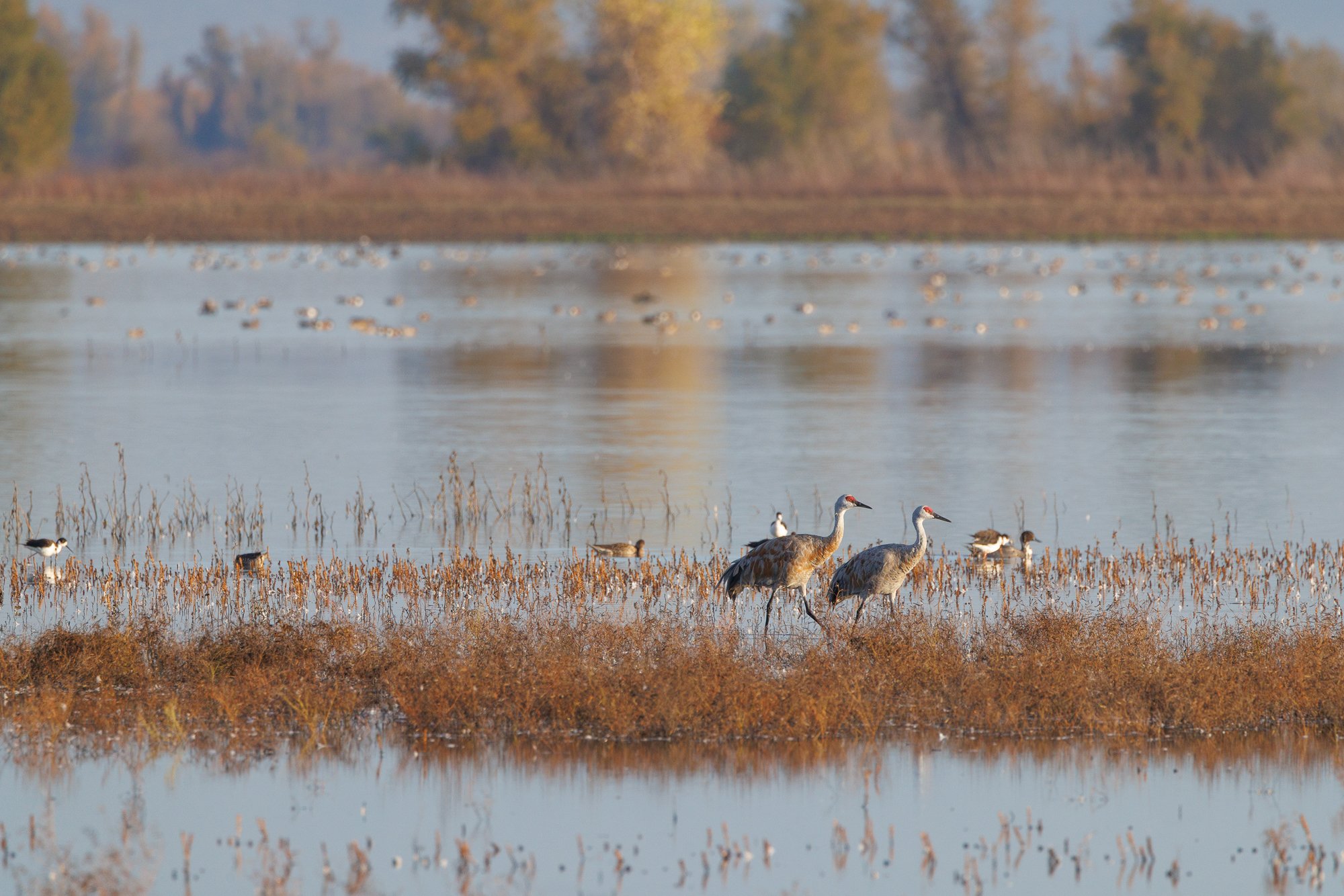 sandhill-cranes-llano-©NadeenFlynnPhotography-4391.jpg