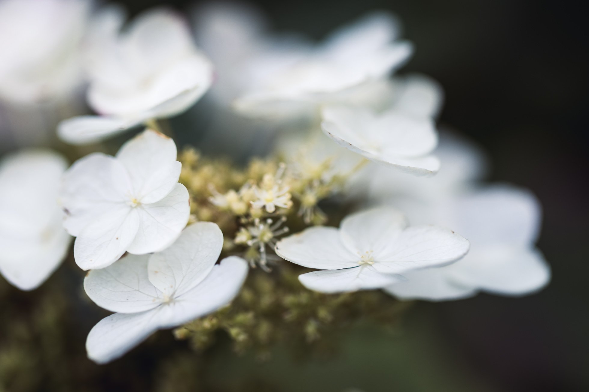 White Hydrangea

#hydrangea  #macro  #favoritethings #winterwhite