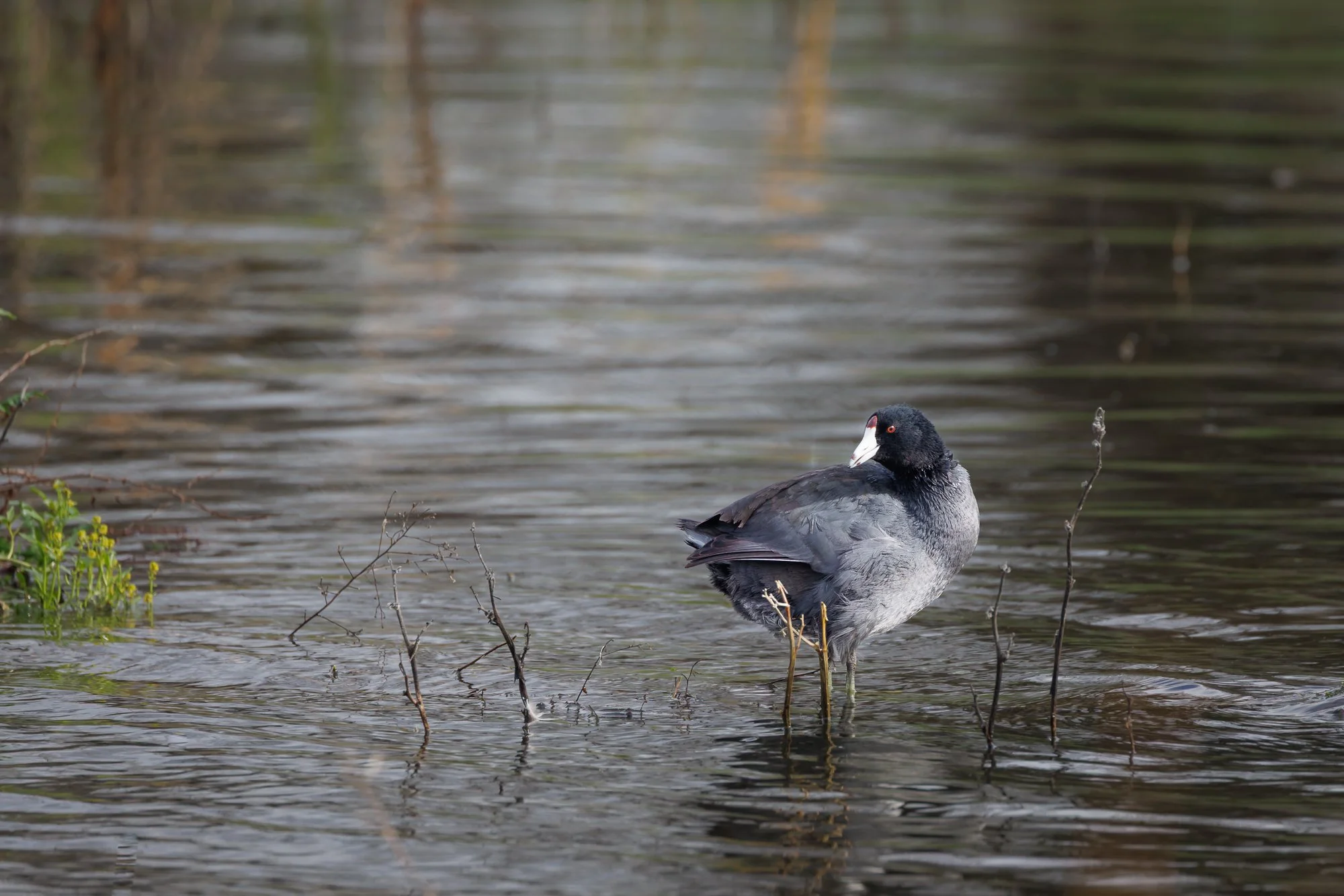 December 2025  |  Northern California Fine Art Photography