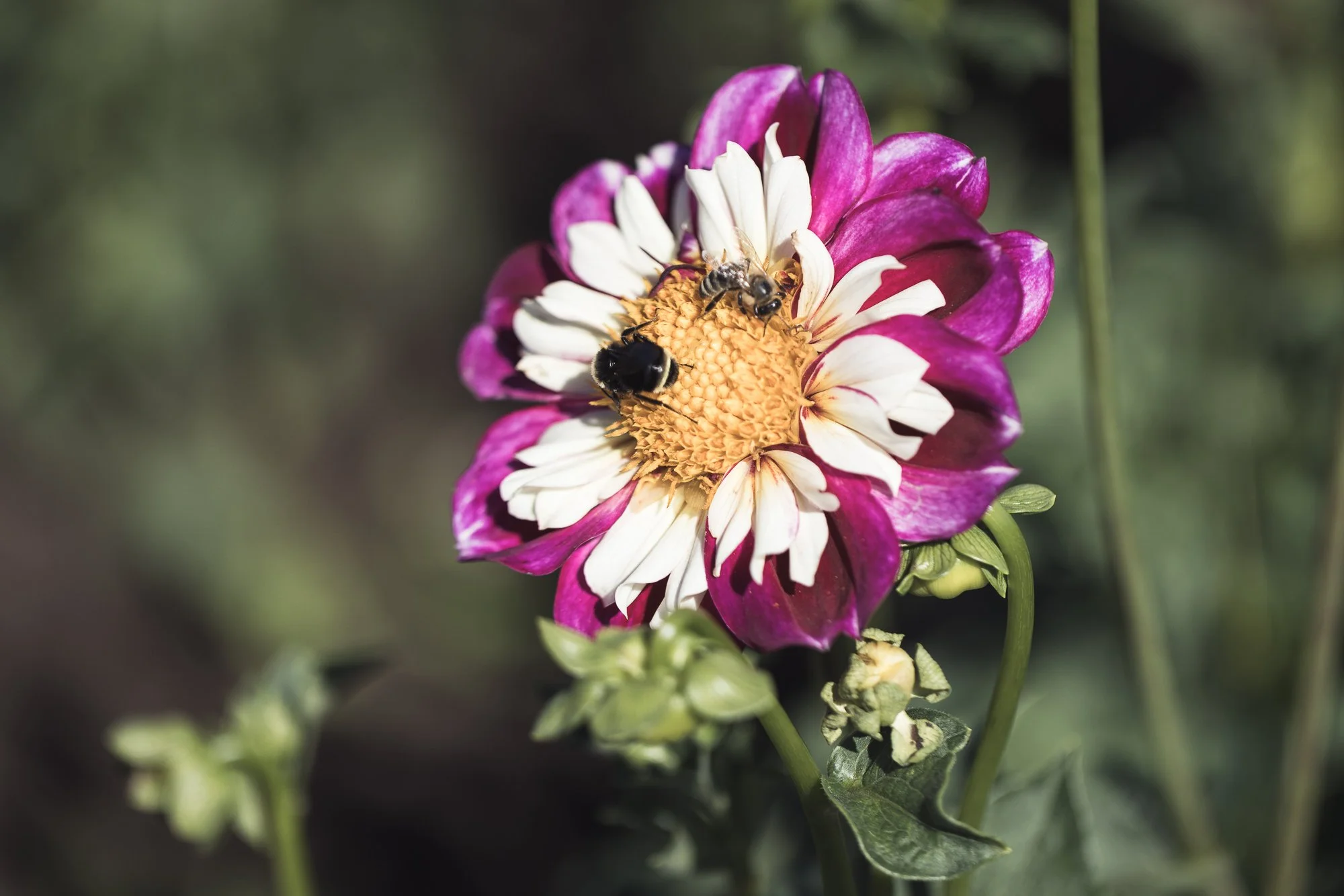 dahlia-2-bees-OR-swan-island-©NadeenFlynnPhotography-2037.jpg