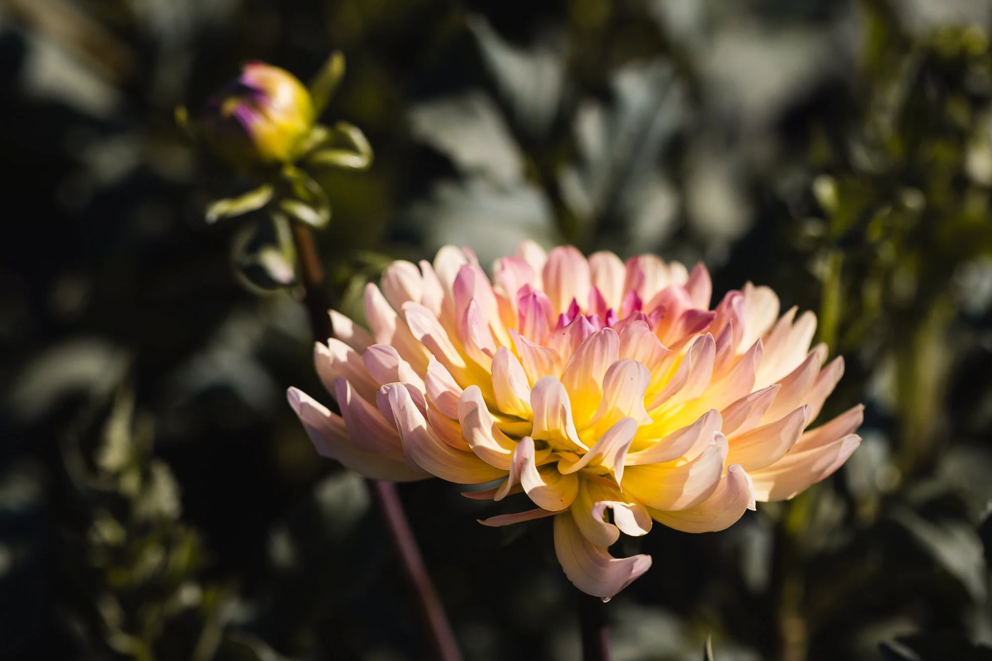 dahlia-full-sun-OR-swan-island-©NadeenFlynnPhotography-1951.jpg