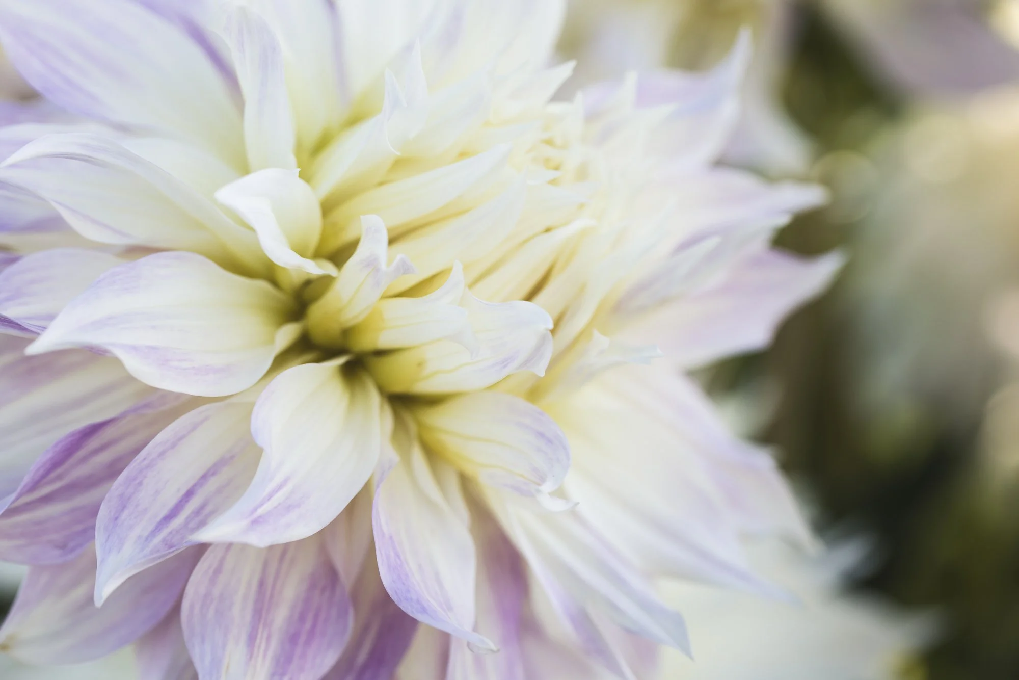 dahlia-macro-OR-swan-island-©NadeenFlynnPhotography-1964.jpg