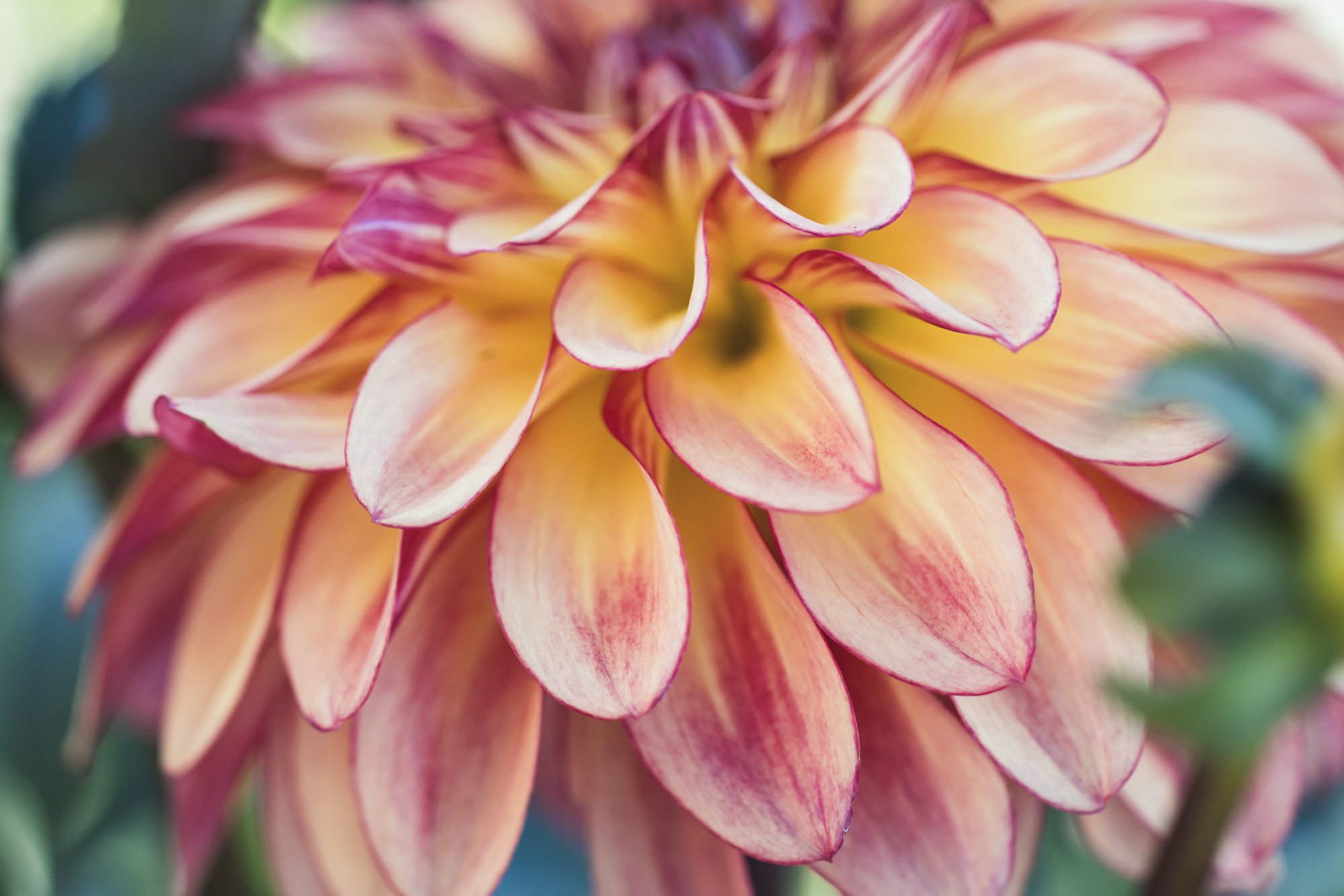 up close dahlia petals, yellow with red edges