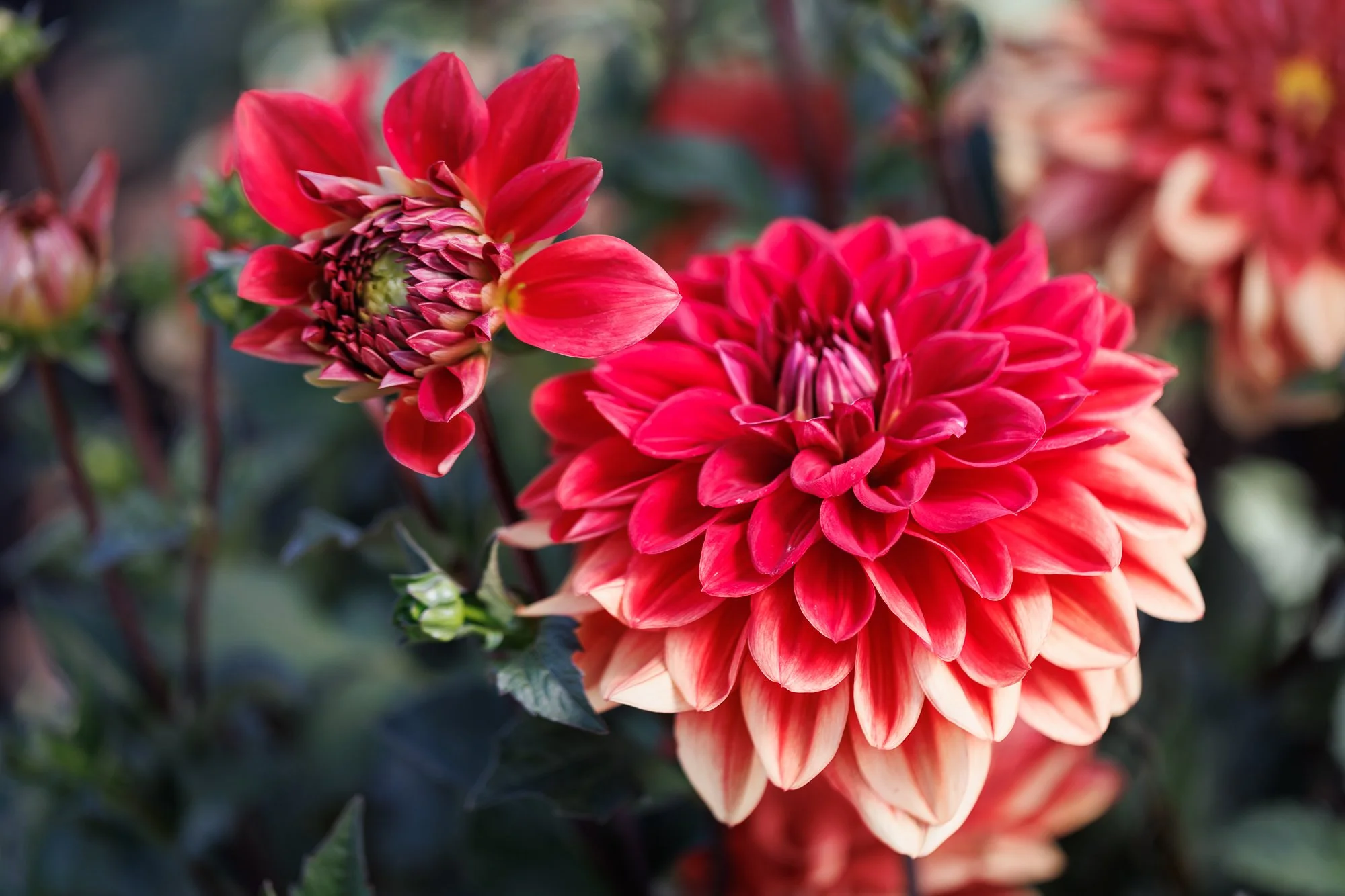 red-dahlia-OR-swan-island-©NadeenFlynnPhotography-2019.jpg