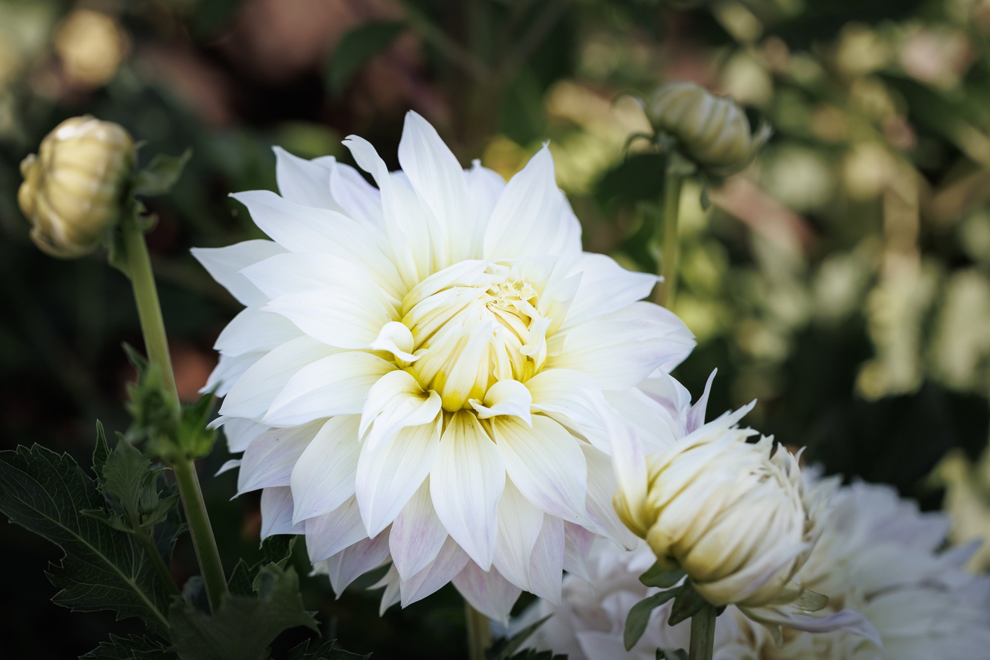 white-dahlia-OR-swan-island-©NadeenFlynnPhotography-1968.jpg