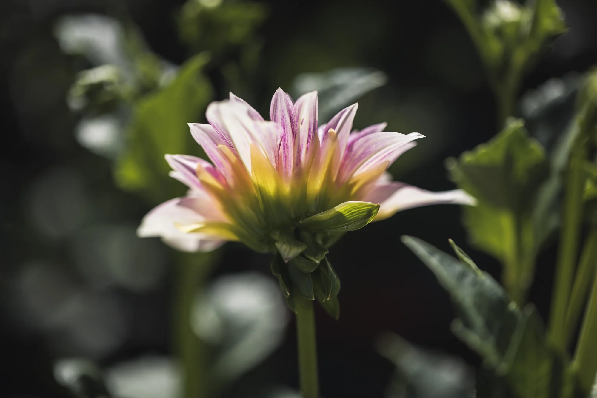 The Dahlias of Swan Island  |  Northern California Fine Art Photography