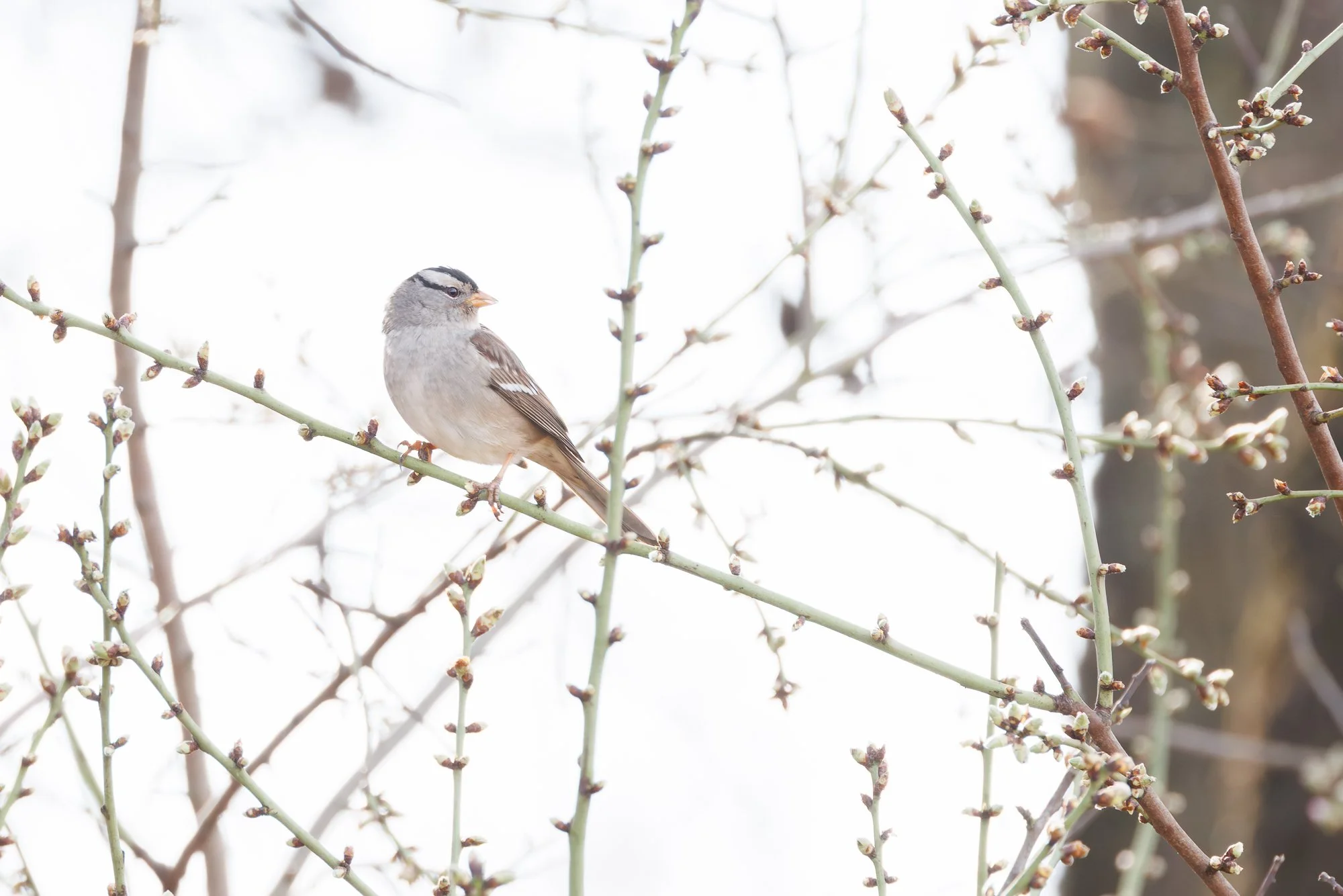 white-crown-sparrow-©NadeenFlynnPhotography-5954.jpg