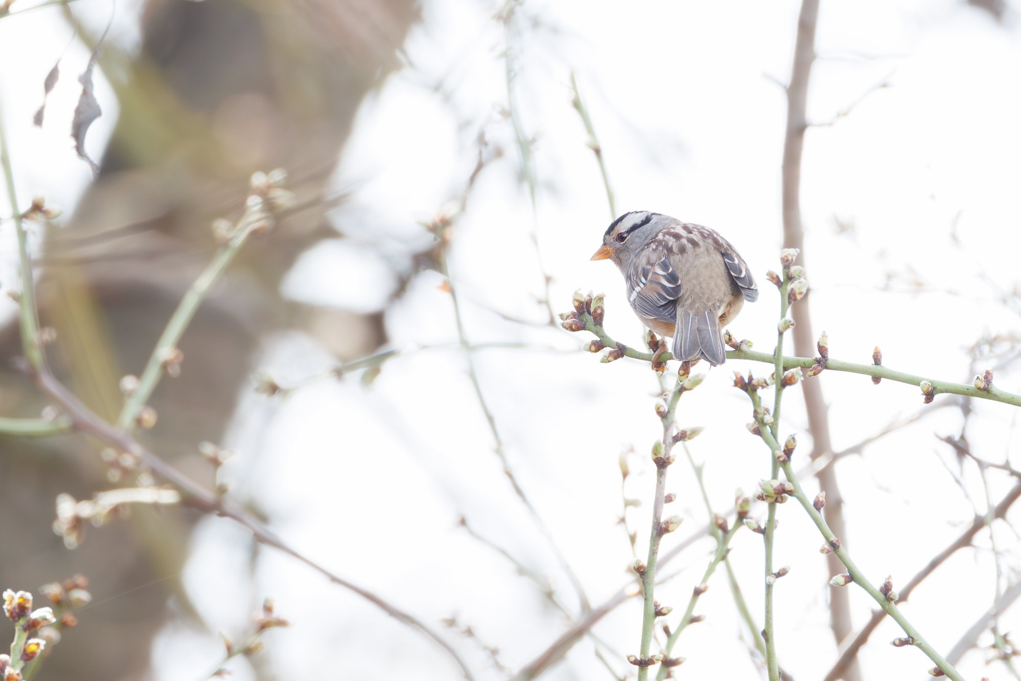 white-crown-sparrow-©NadeenFlynnPhotography-5959.jpg