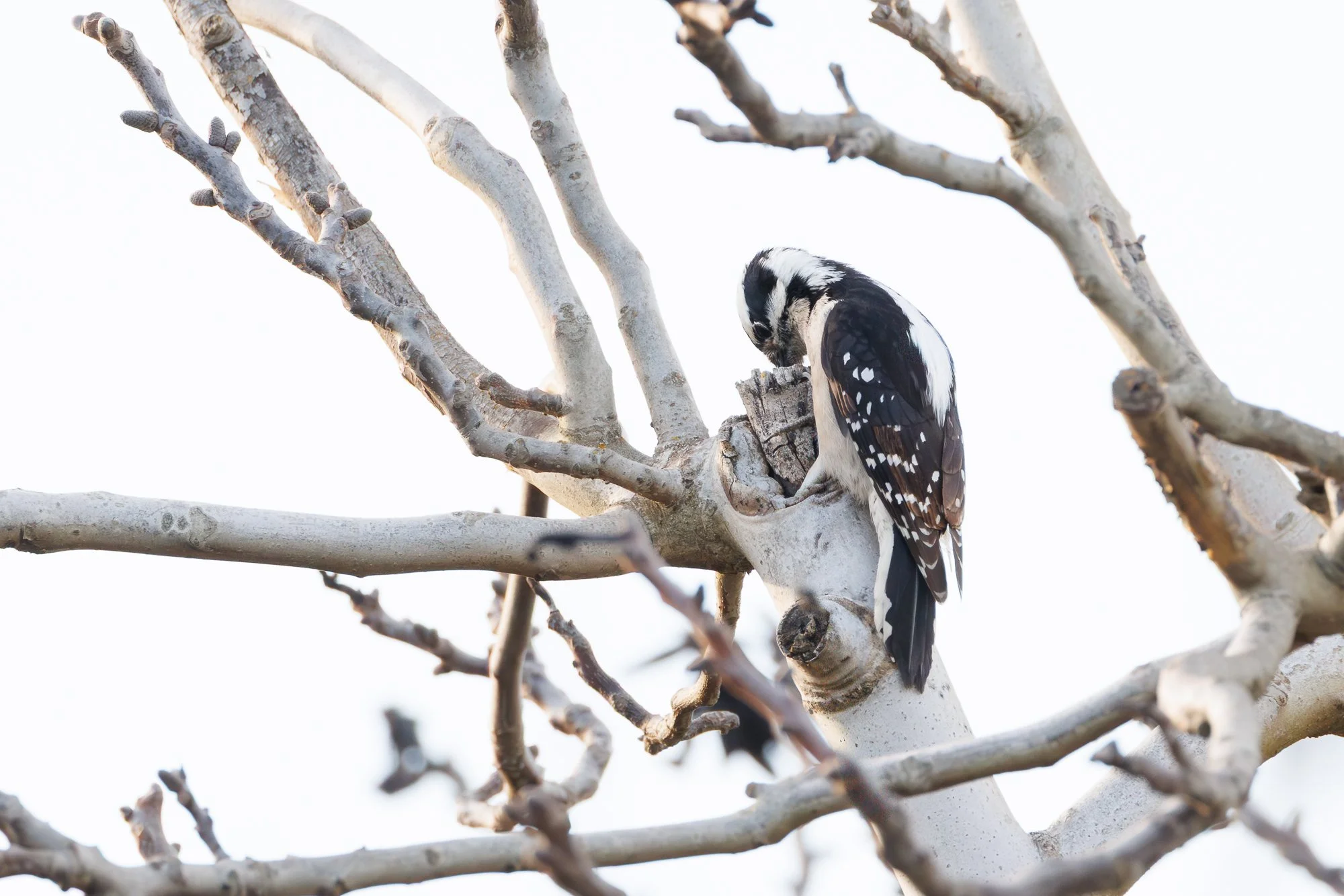 downy-woodpecker-©NadeenFlynnPhotography-6017.jpg