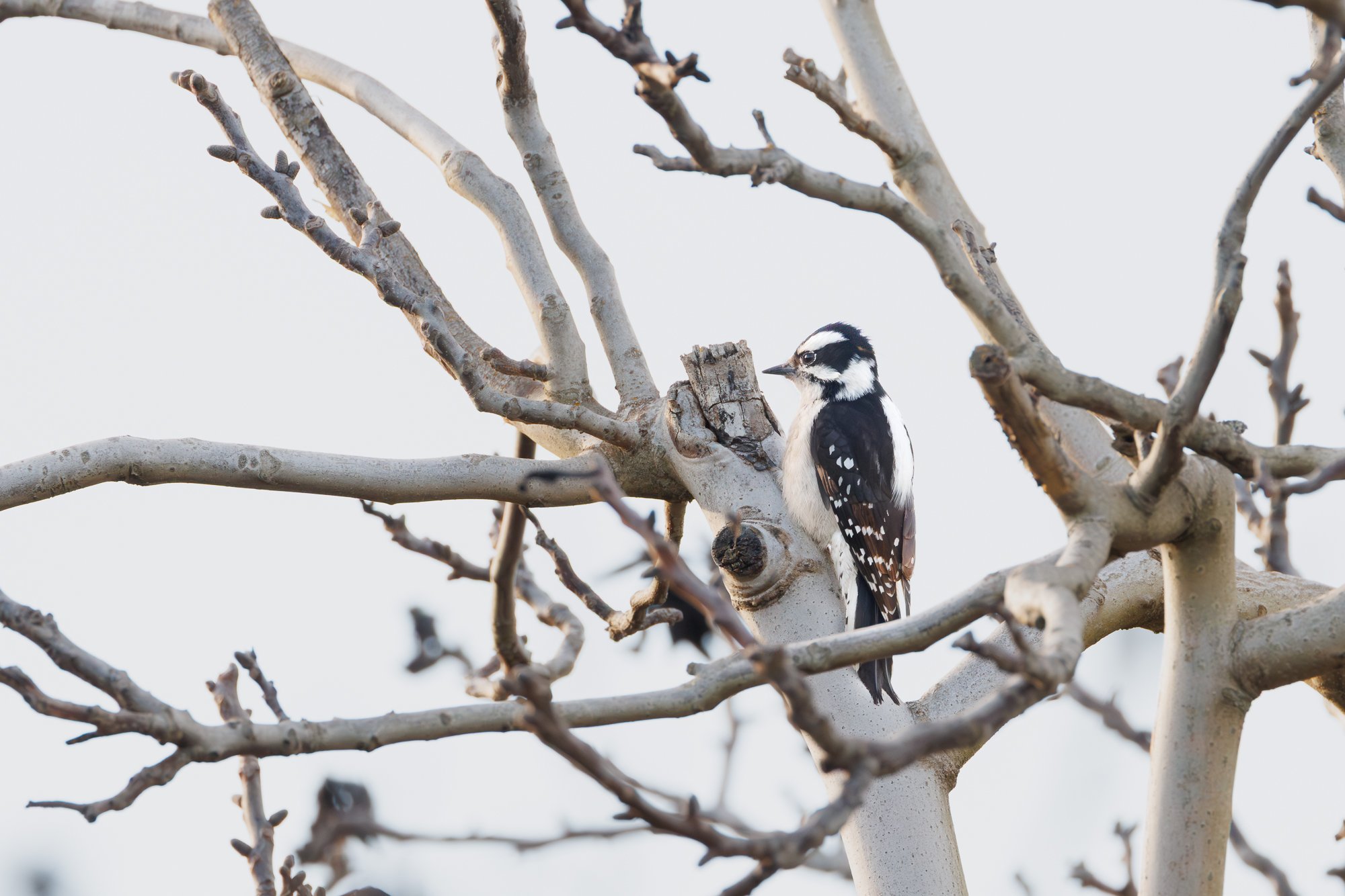 downy-woodpecker-©NadeenFlynnPhotography-6029.jpg
