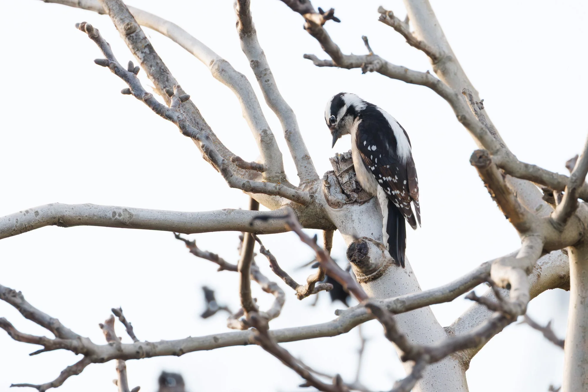 downy-woodpecker-©NadeenFlynnPhotography-6053.jpg