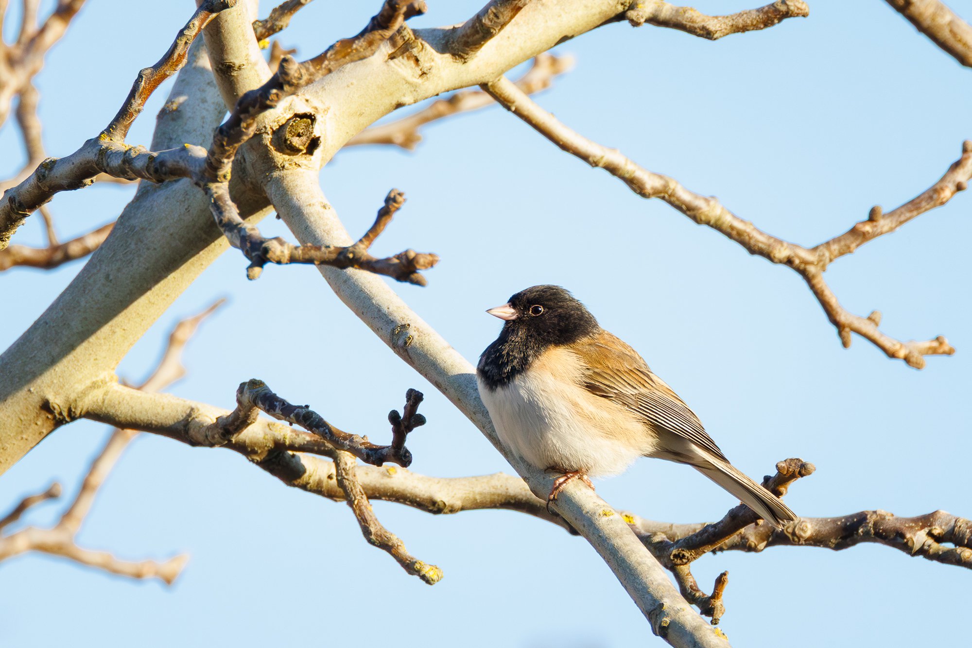 dark-eyed-junco-©NadeenFlynnPhotography-6127.jpg