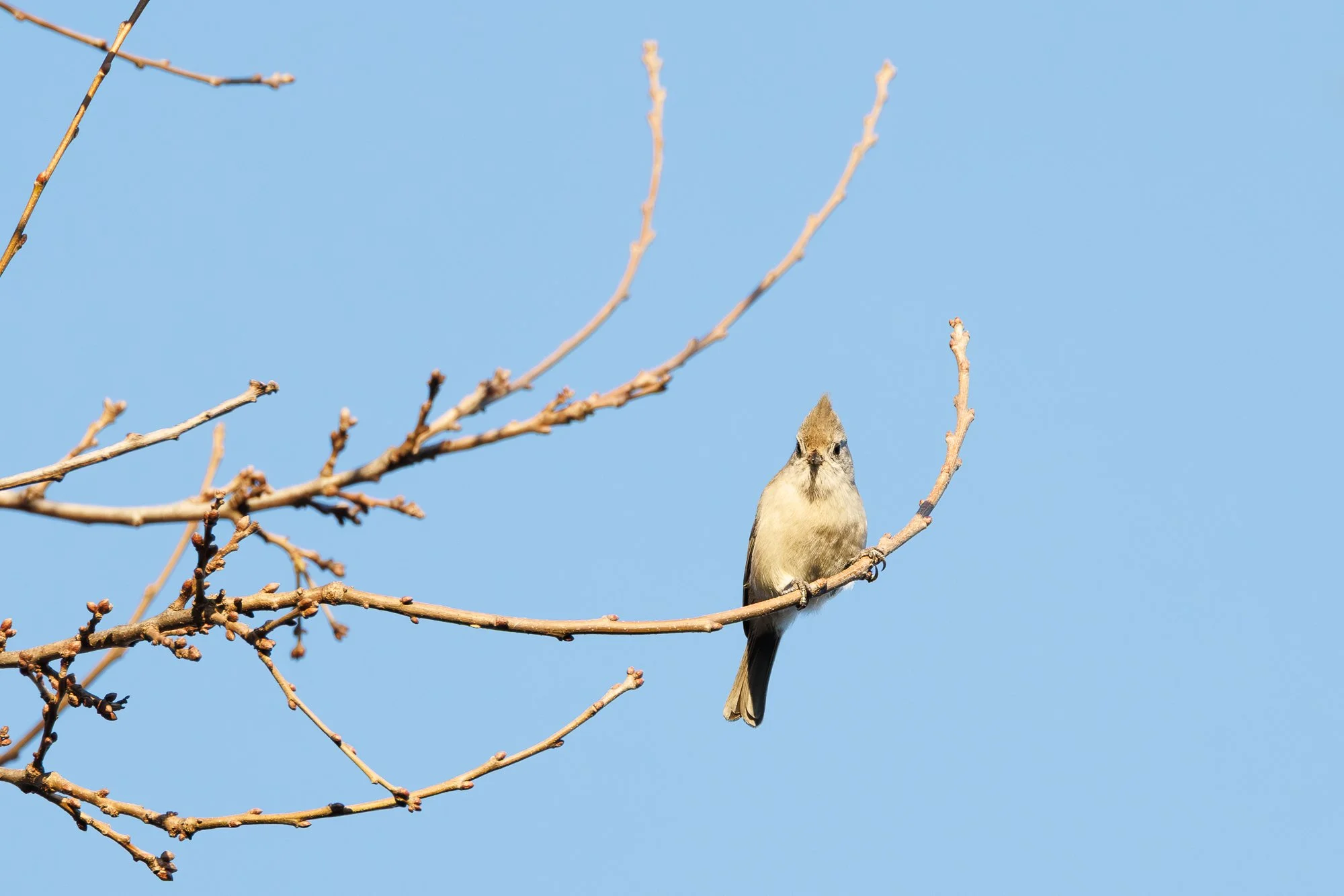 titmouse-©NadeenFlynnPhotography-6160.jpg
