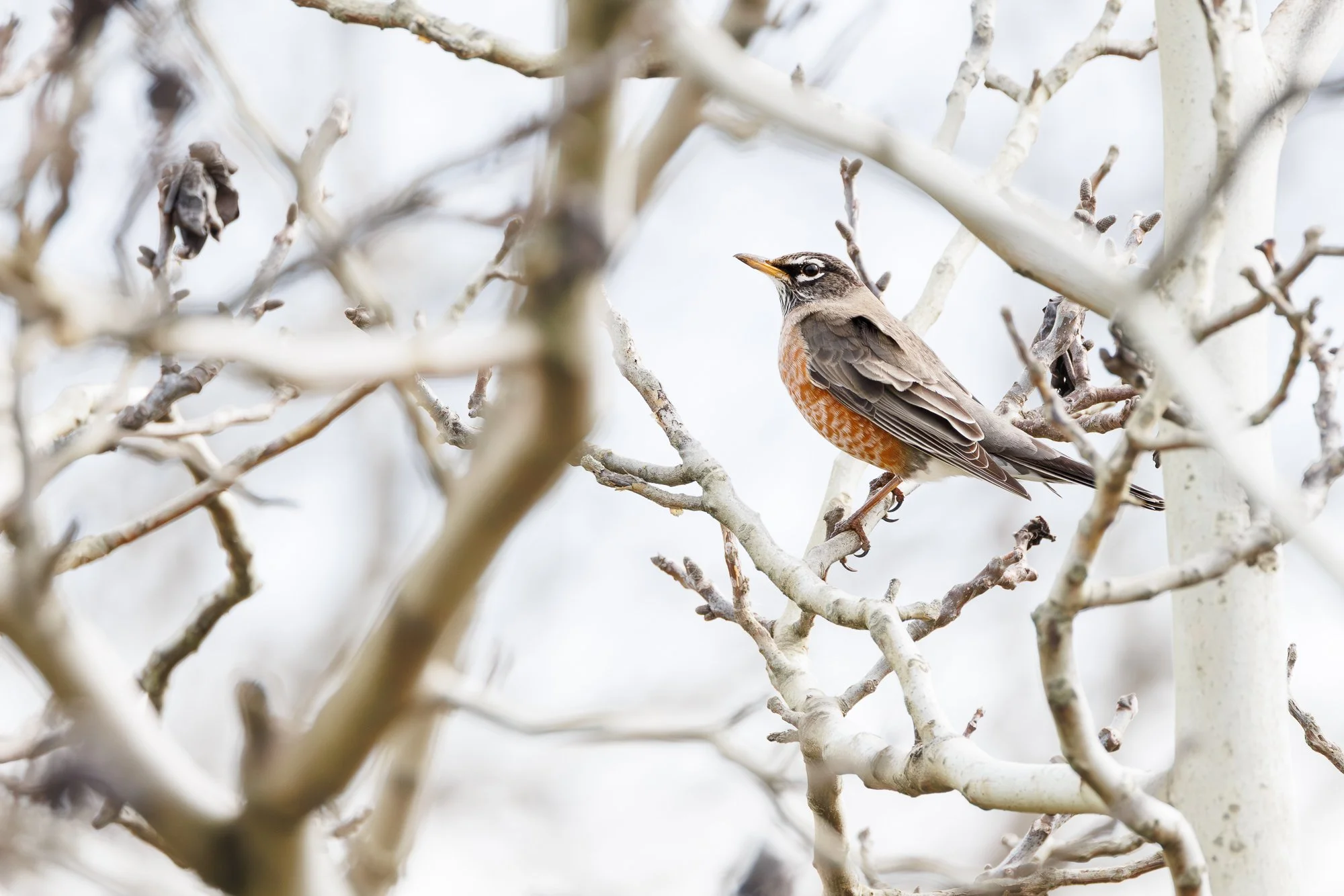 american-robin-©NadeenFlynnPhotography-6299.jpg