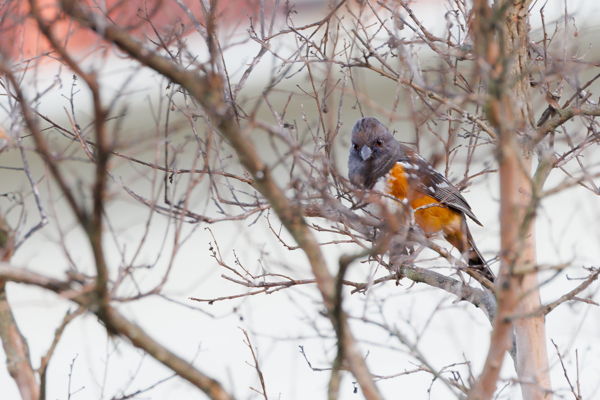 spotted towee in tree branches