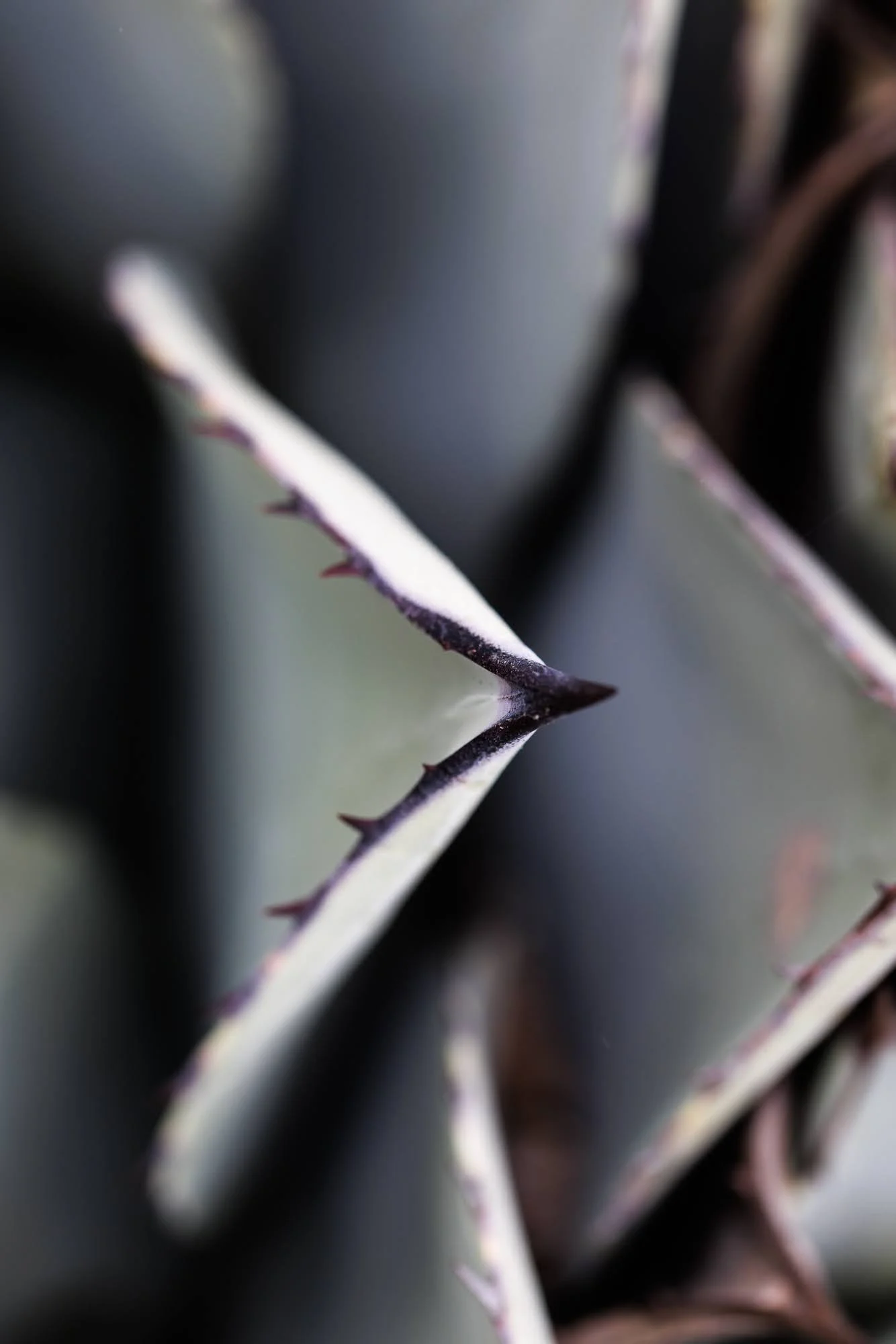 Agave