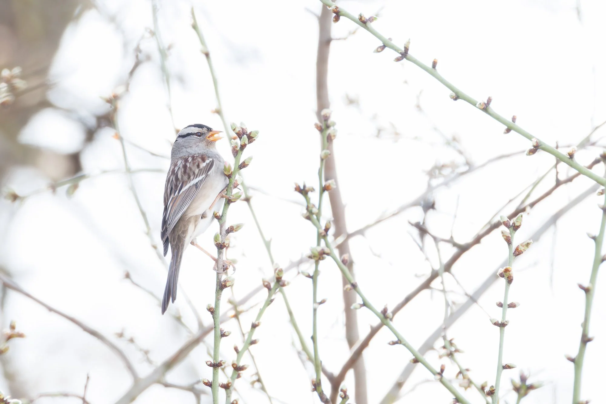 A Winter Walk in the Orchard  |  Northern California Fine Art Photography
