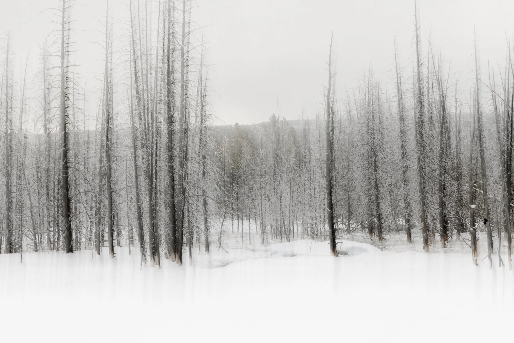 ICM bare trees in snowy landscape