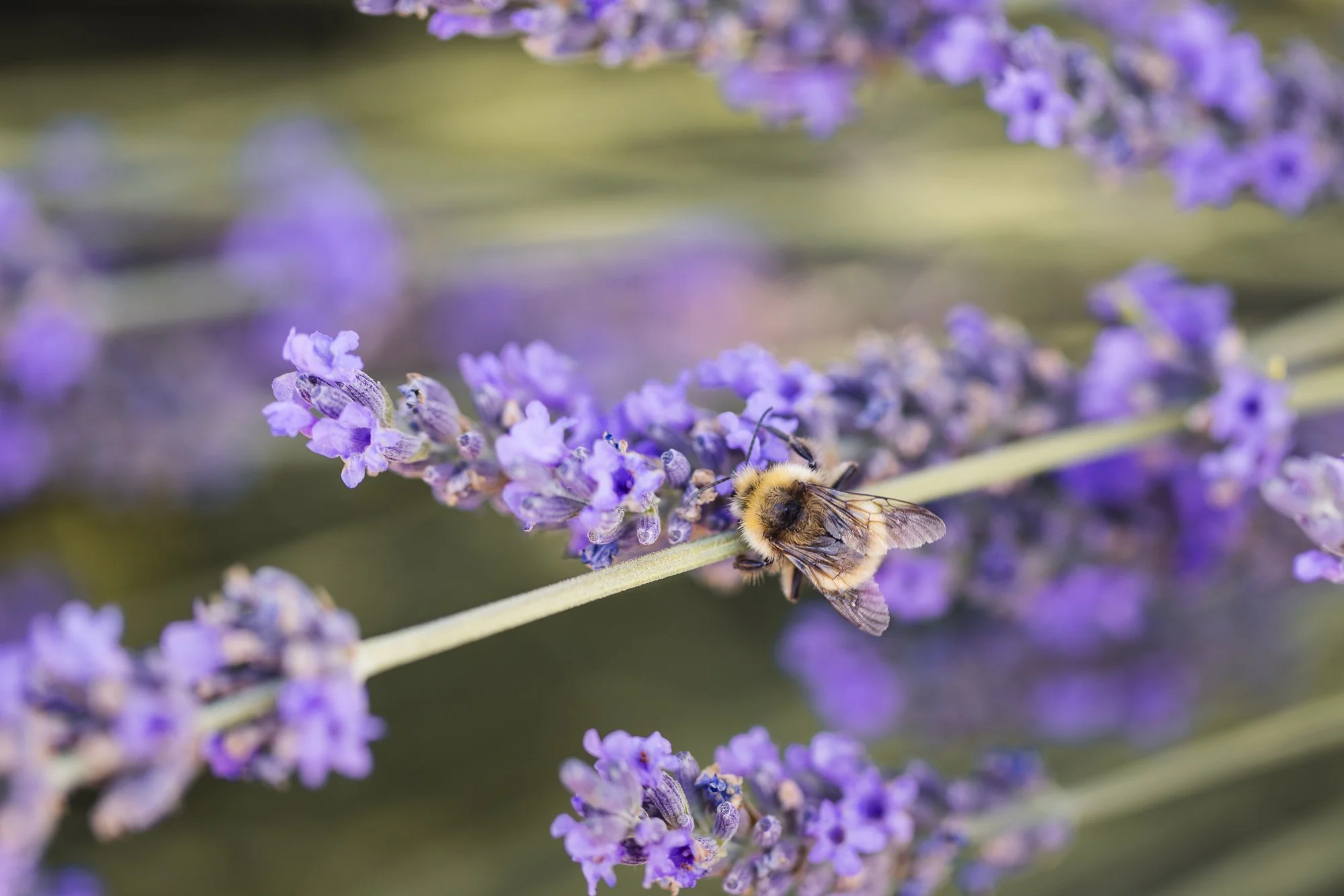 bee on lavender