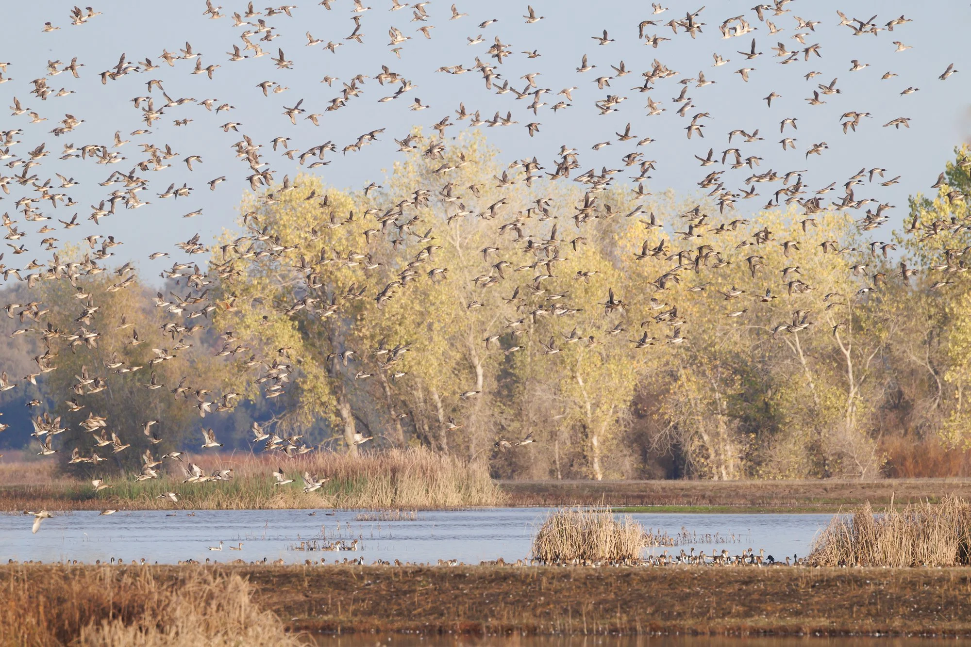 waterfowl taking flight in mass