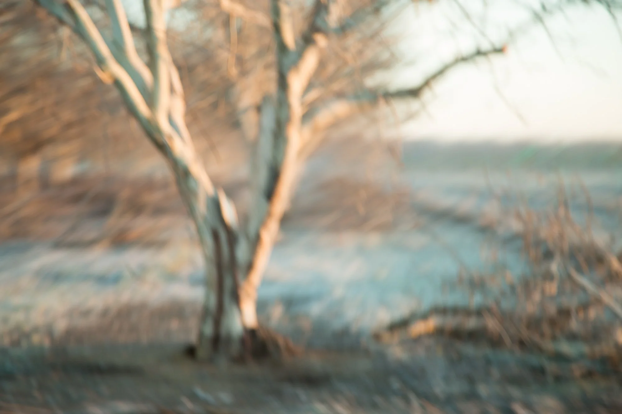 painterly bare tree at sunset