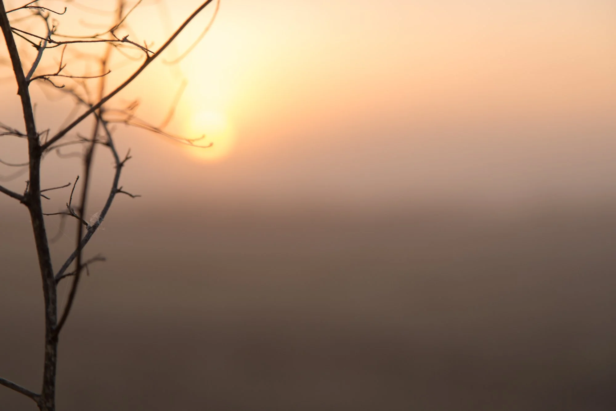bare weed stems on a foggy morning at sunrise