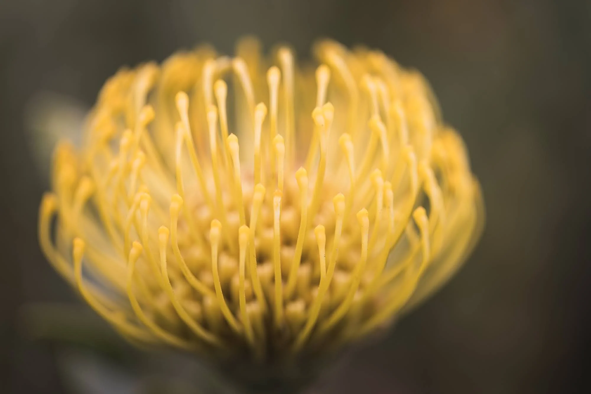 Yellow pincushion protea
