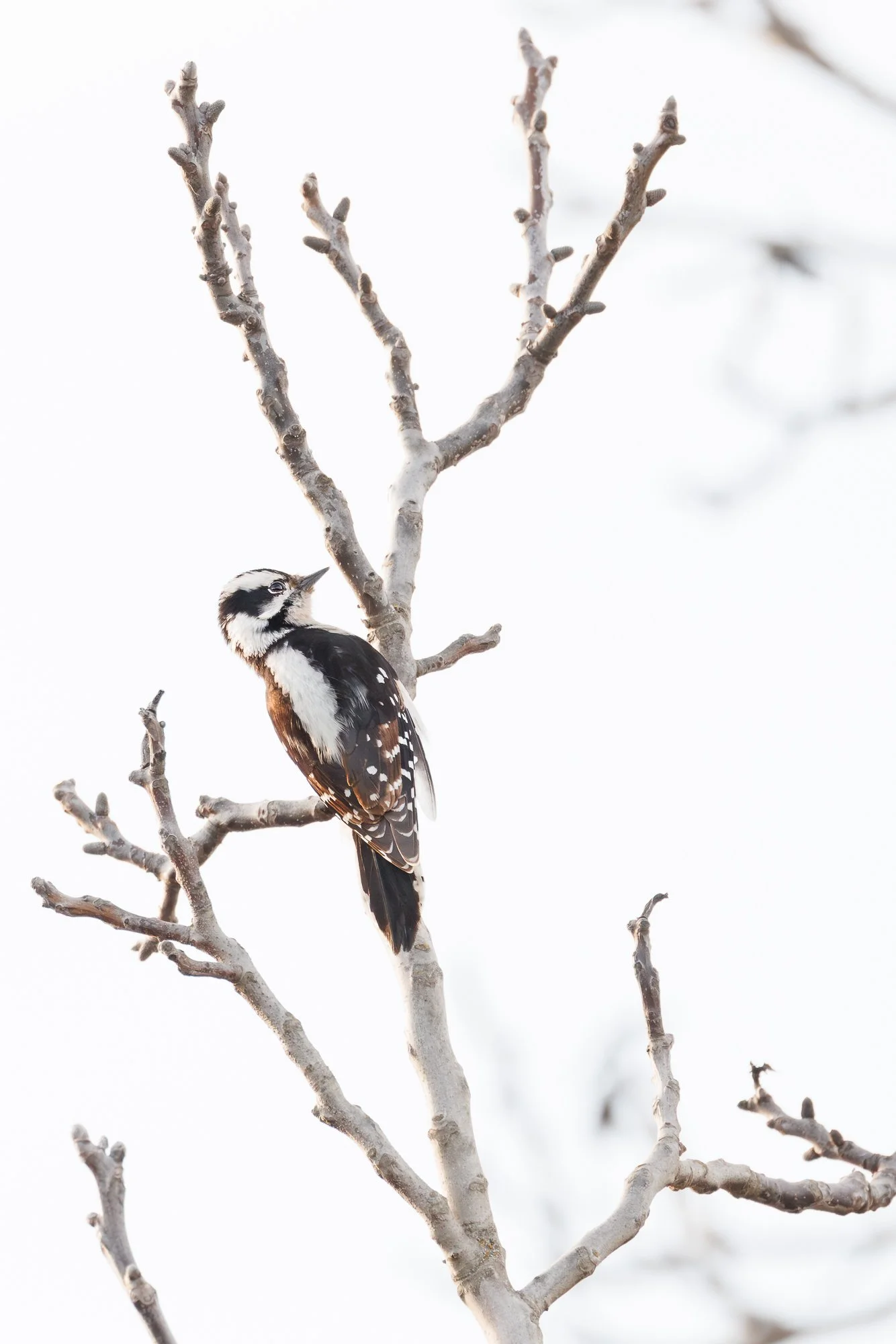 downy woodpecker in bare walnut tree