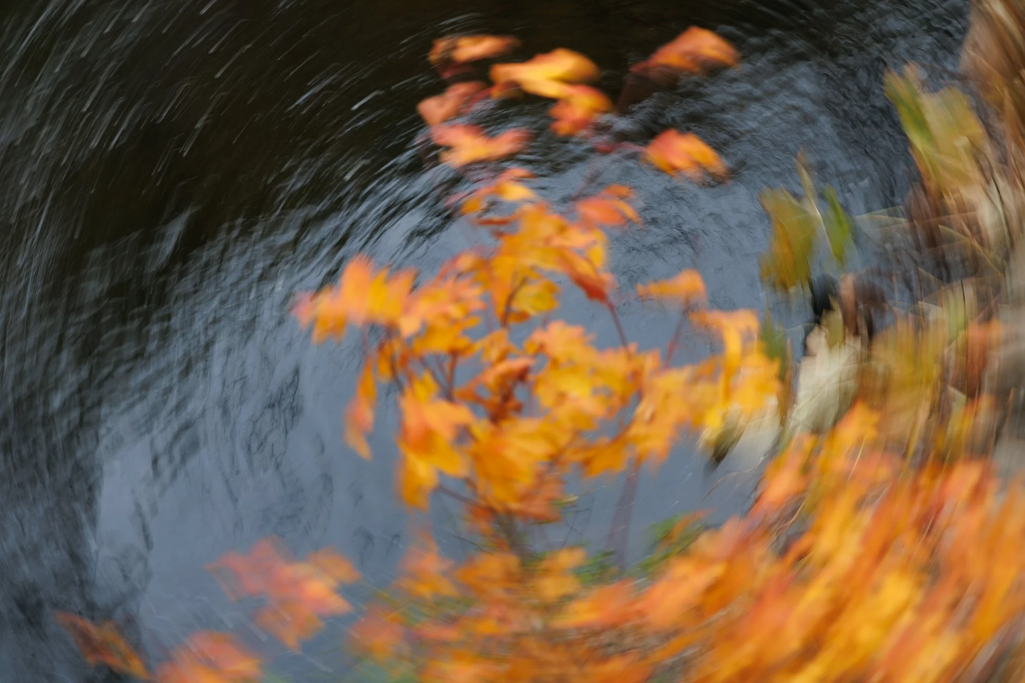 bright orange leaves in circular motion over water