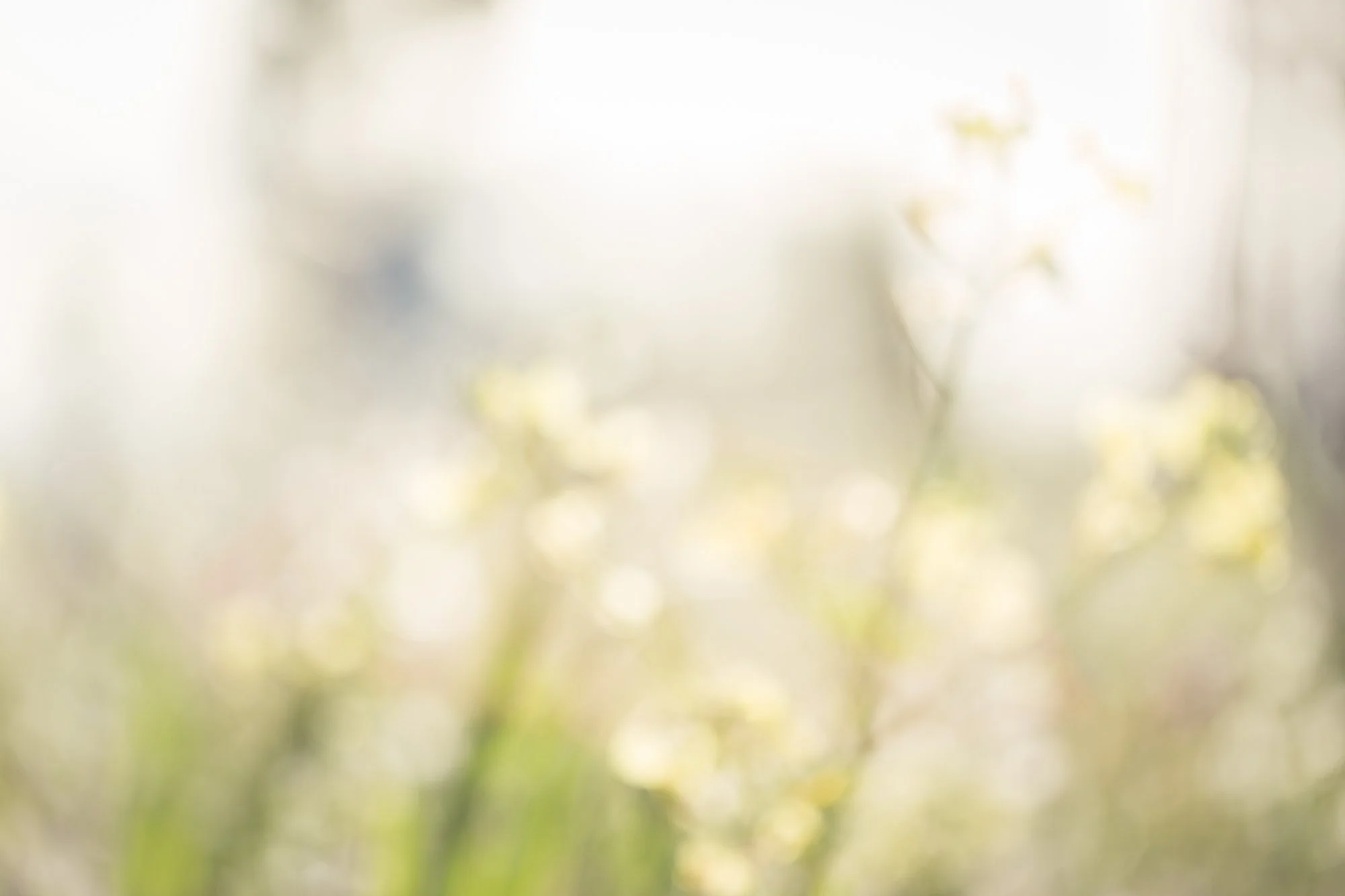 out of focus mustard plant in sun