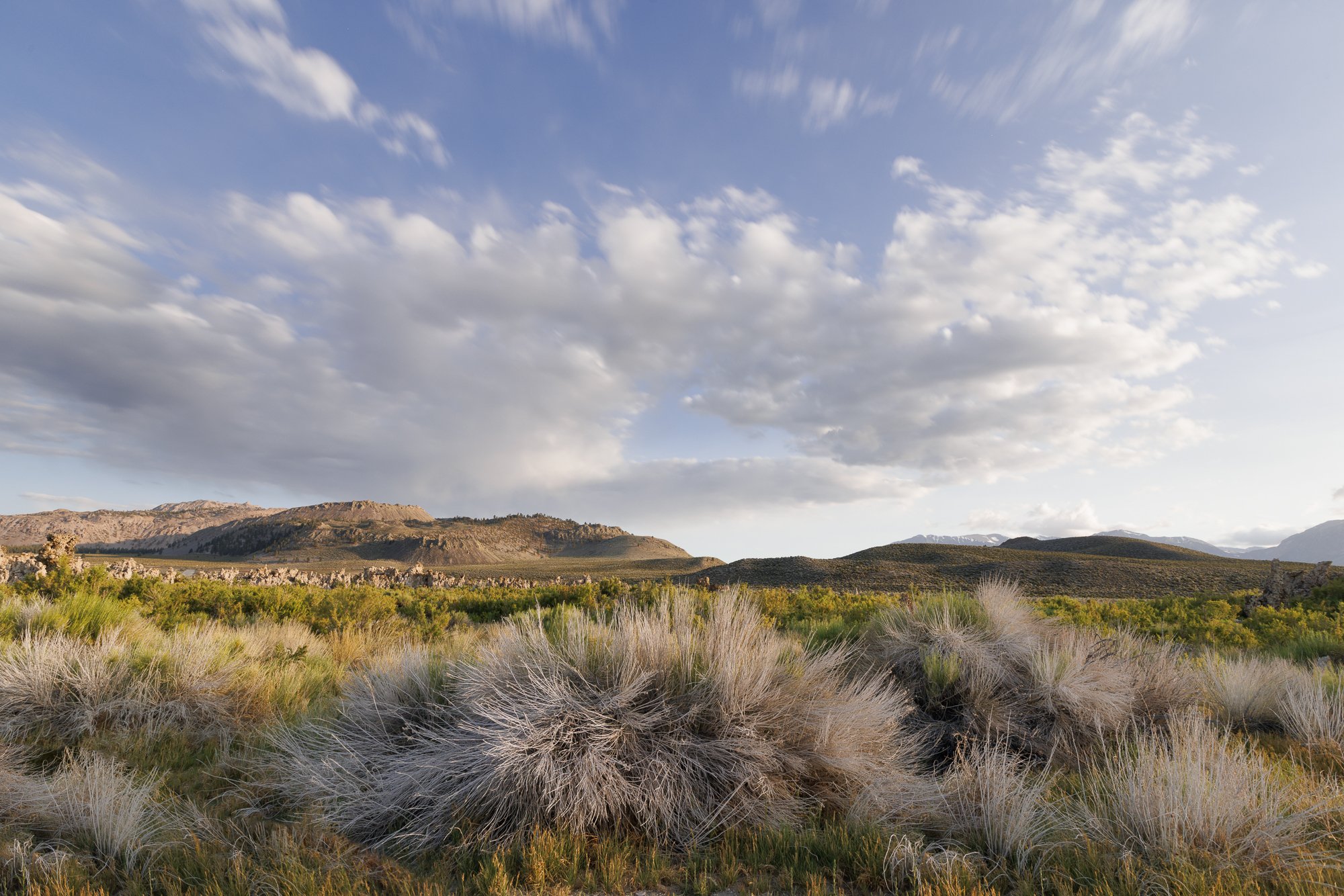 tall grasses, distant tufas and hills, with a soft cloudy sky