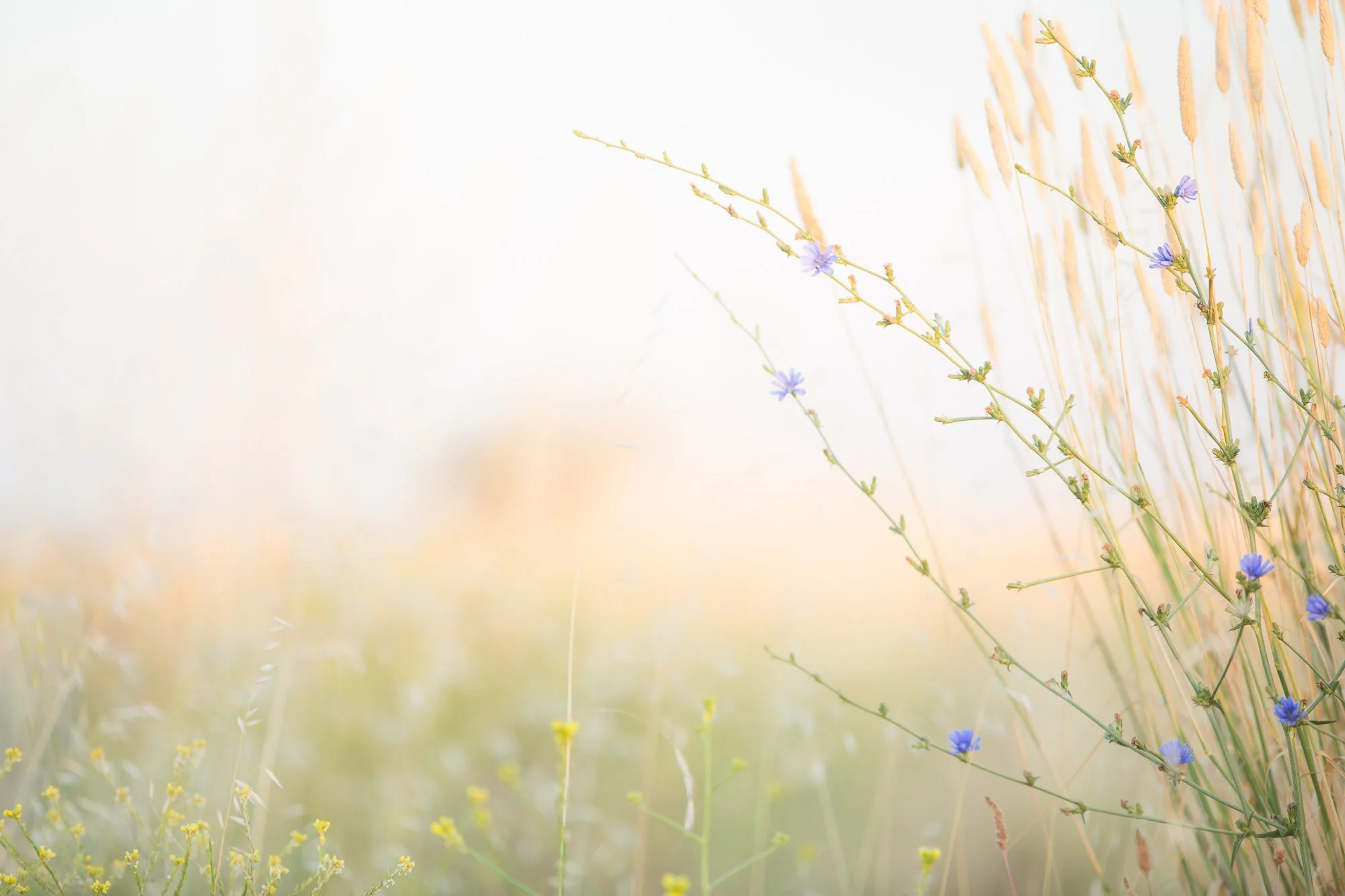 blurred weeds in soft light